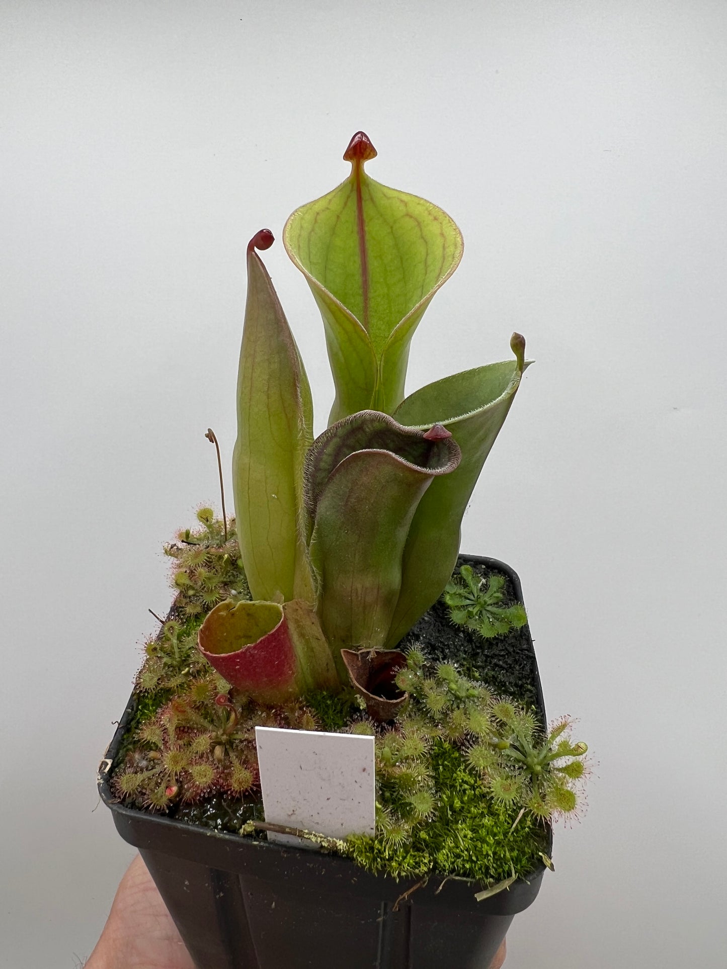 Heliamphora minor var. pilosa (Akopan) x macdonaldae
