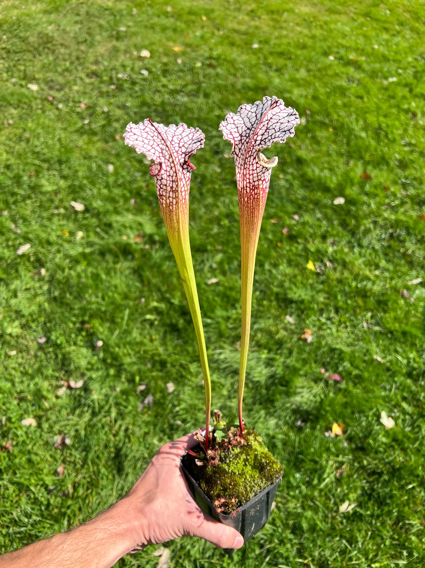 Sarracenia leucophylla (Leah Wilkerson’s Bog, Walton Co, FL) - Seed Grown