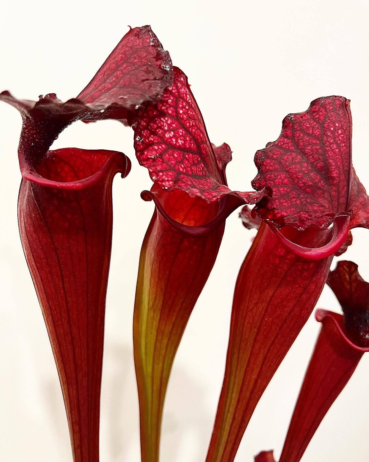 Sarracenia “Moltres”