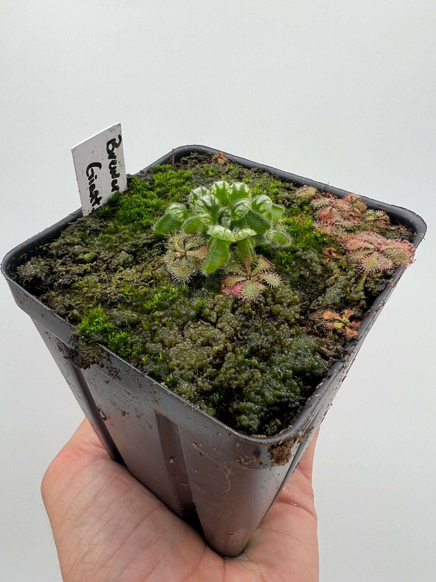 Cephalotus follicularis “Brewers Giant”