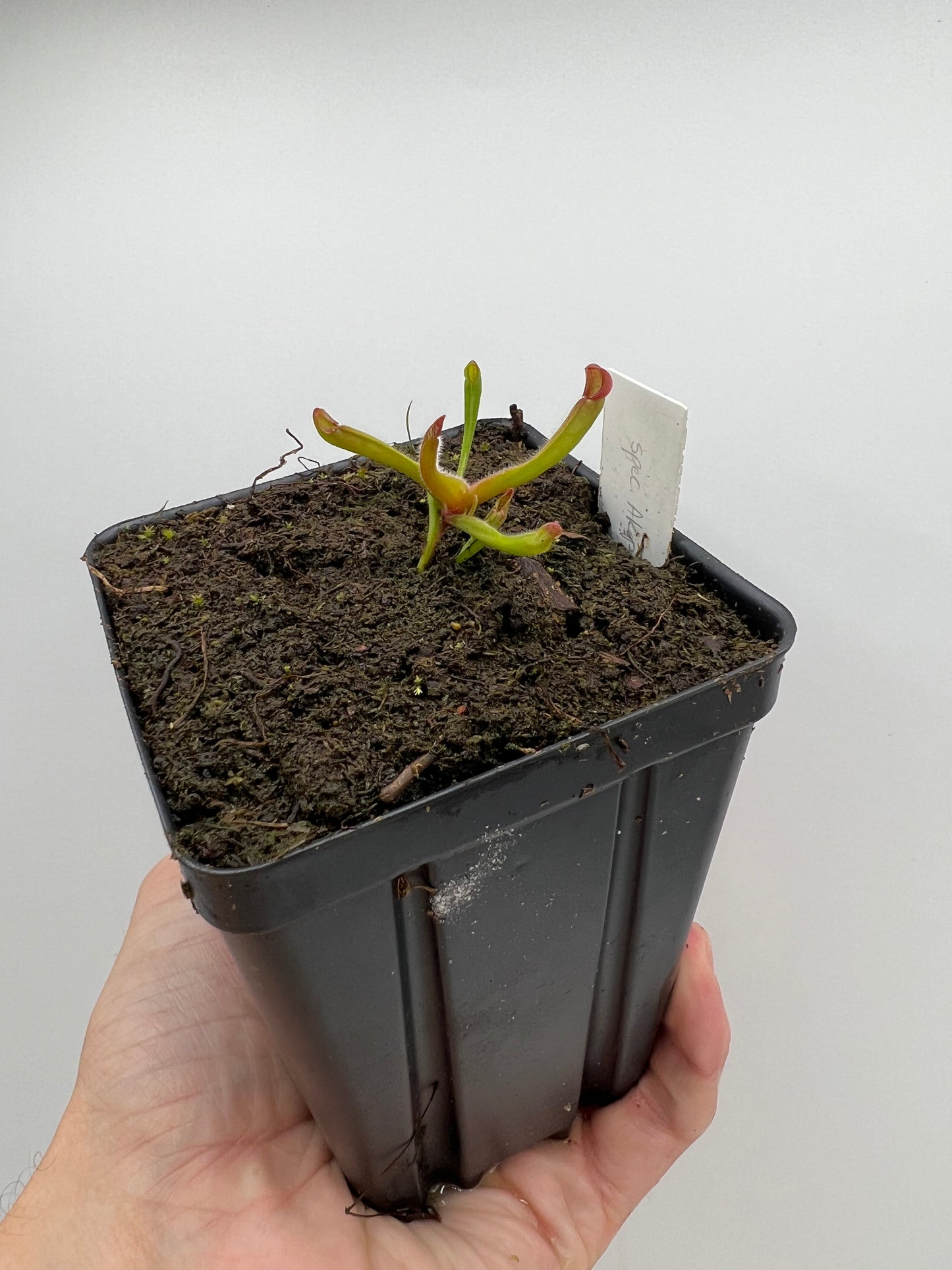 Heliamphora spec. Akopan x (heterodoxa x ionasi) - LC