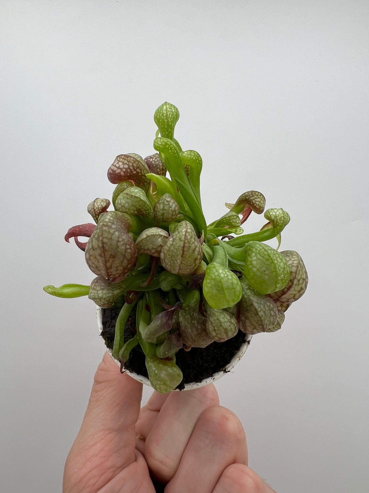Darlingtonia californica (Cobra Pitcher Plant) - Seed Grown #164