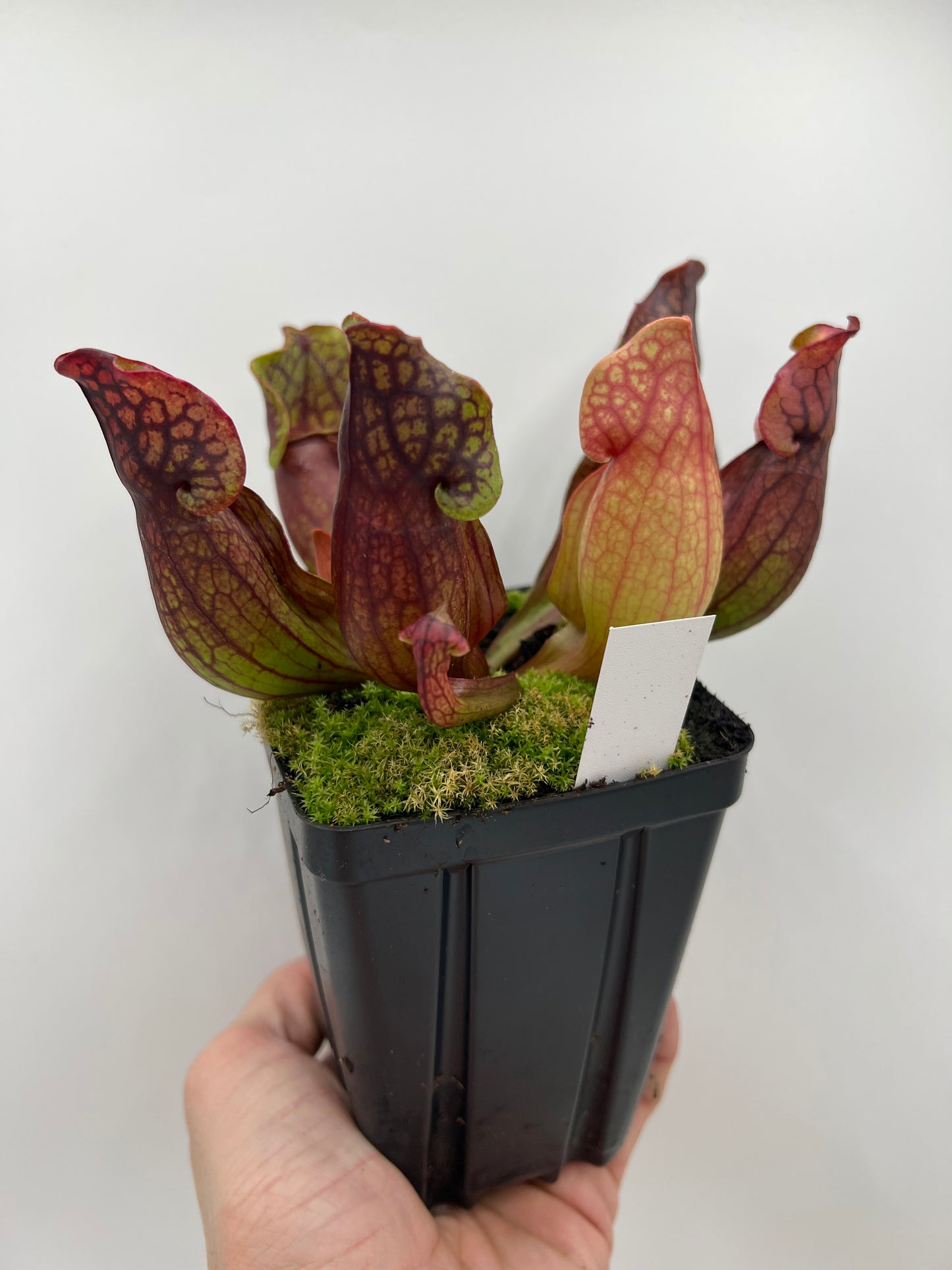 Sarracenia purpurea ssp. purpurea (Pike County, PA) - *Rare* - Seed Grown #4