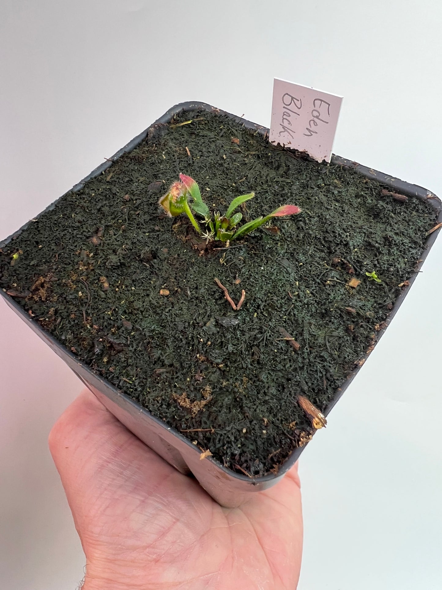 Cephalotus follicularis ‘Eden Black’ - *Rare* (small)