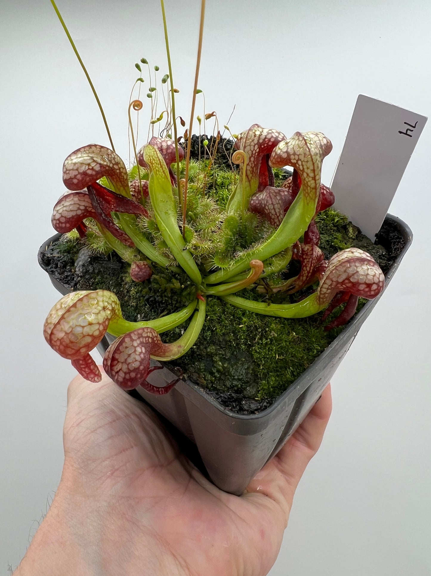 Darlingtonia californica (Cobra Pitcher Plant) - Seed Grown #74