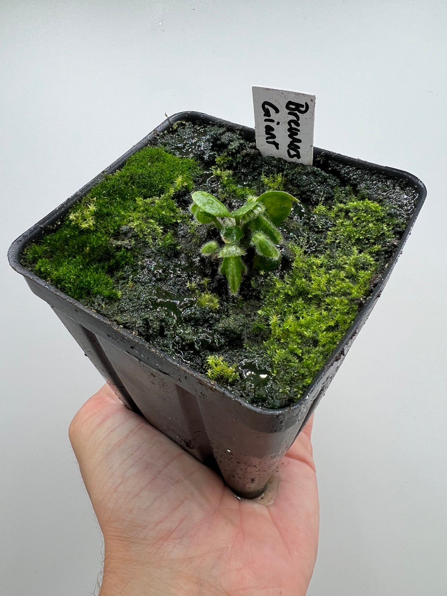 Cephalotus follicularis “Brewers Giant”