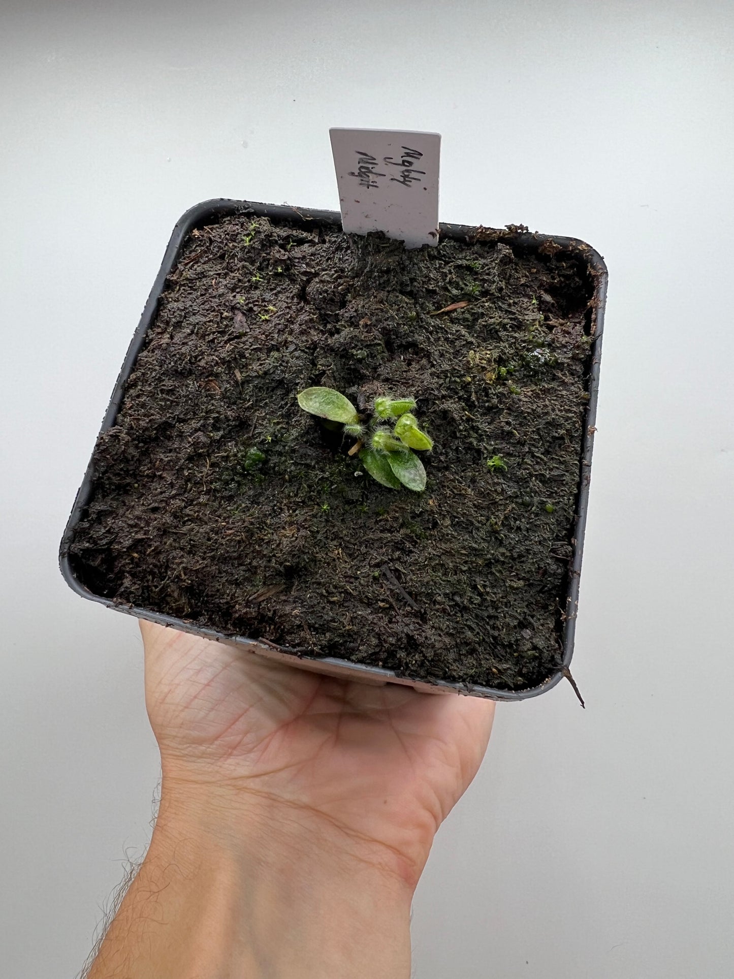 Cephalotus follicularis “Mighty Midget” - *Rare*