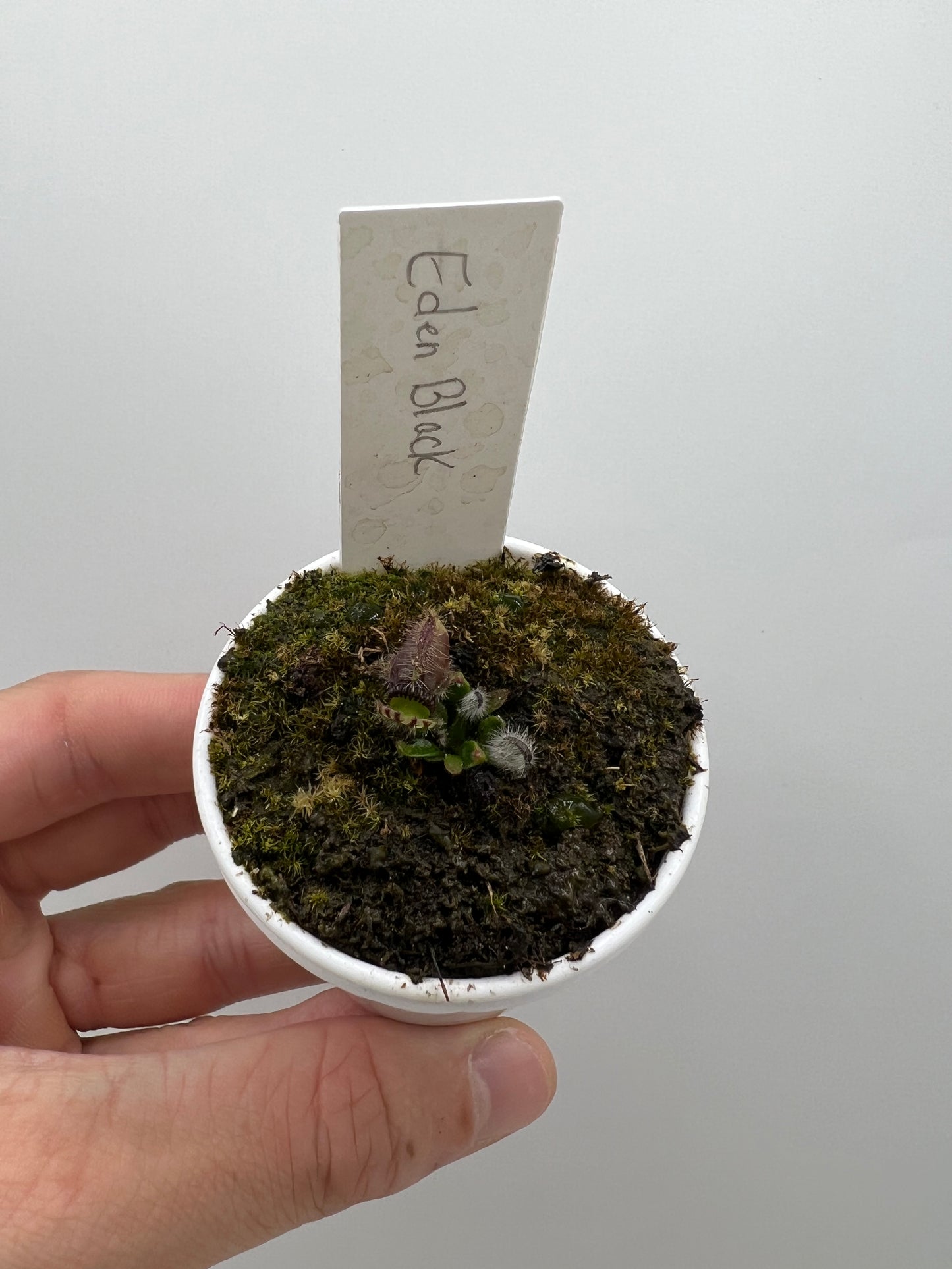 Cephalotus follicularis ‘Eden Black’ - *Rare*