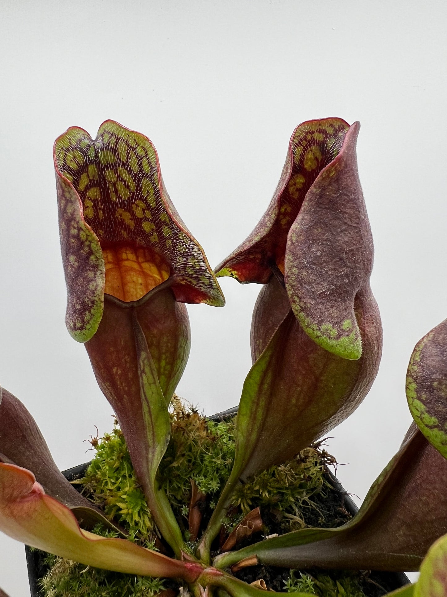Sarracenia purpurea ssp. purpurea (Centre Co, PA) - Seed Grown #99