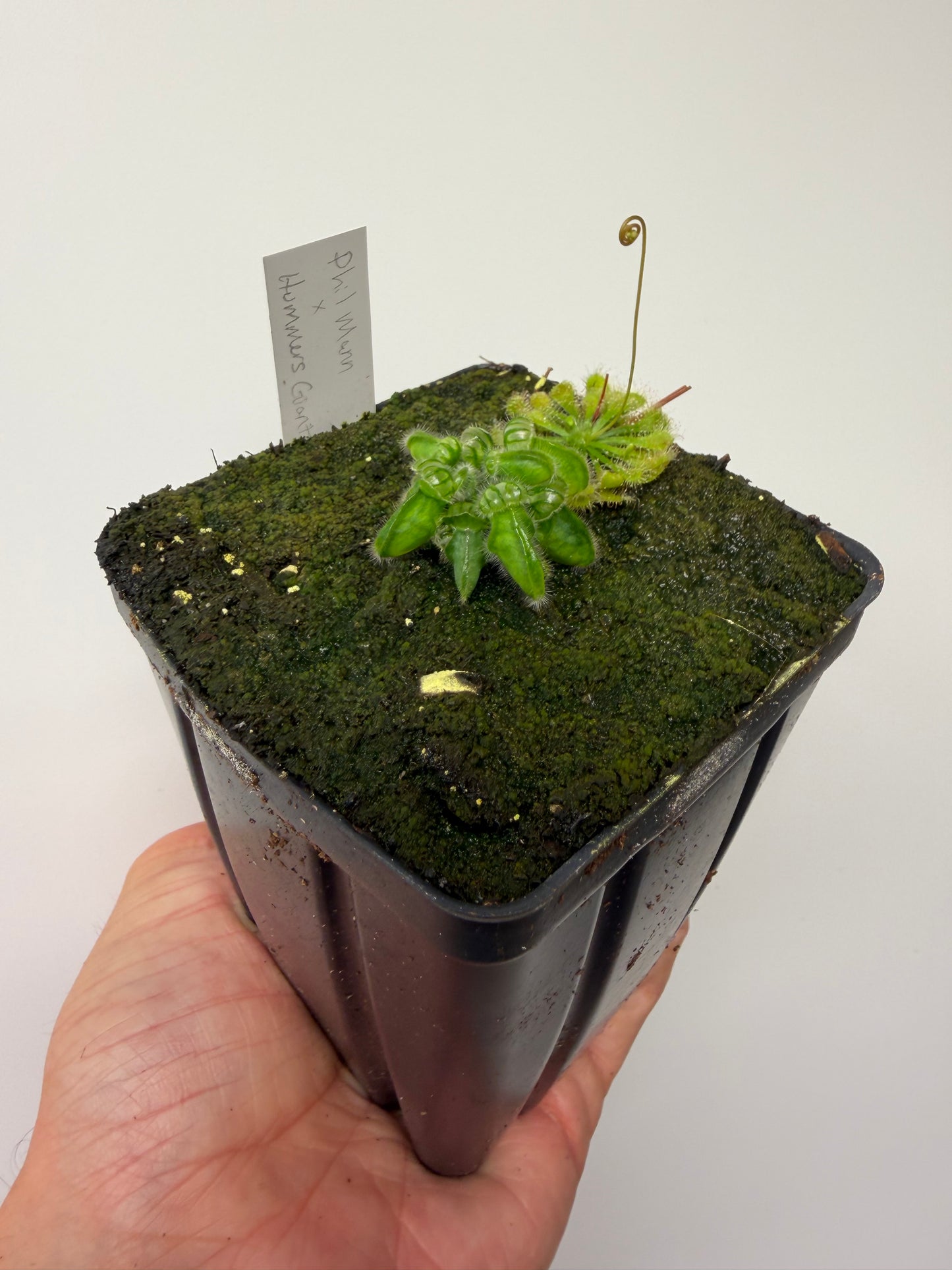 Cephalotus follicularis “Phil Mann” x “Hummers Giant”