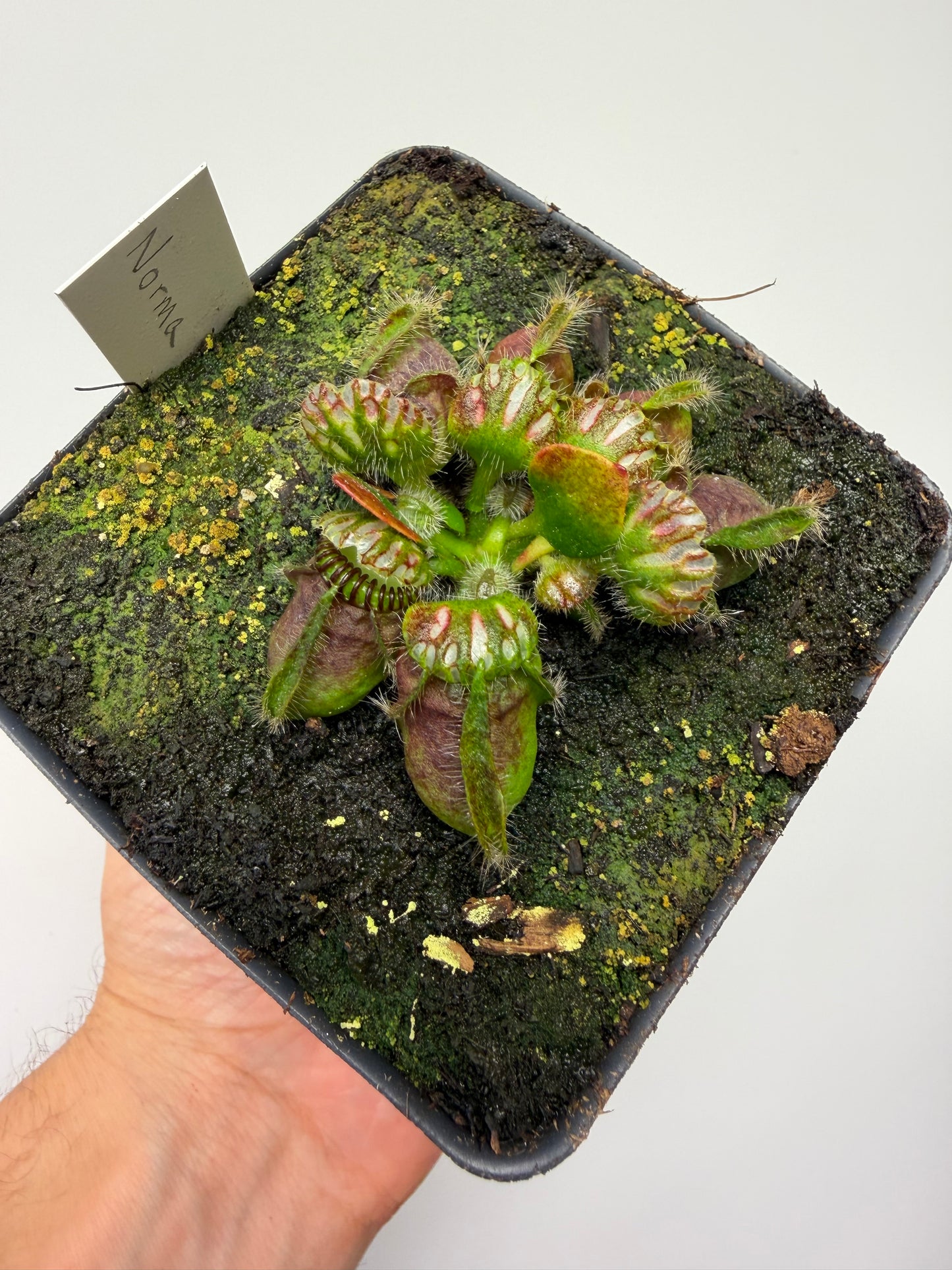 Cephalotus follicularis “Norma”
