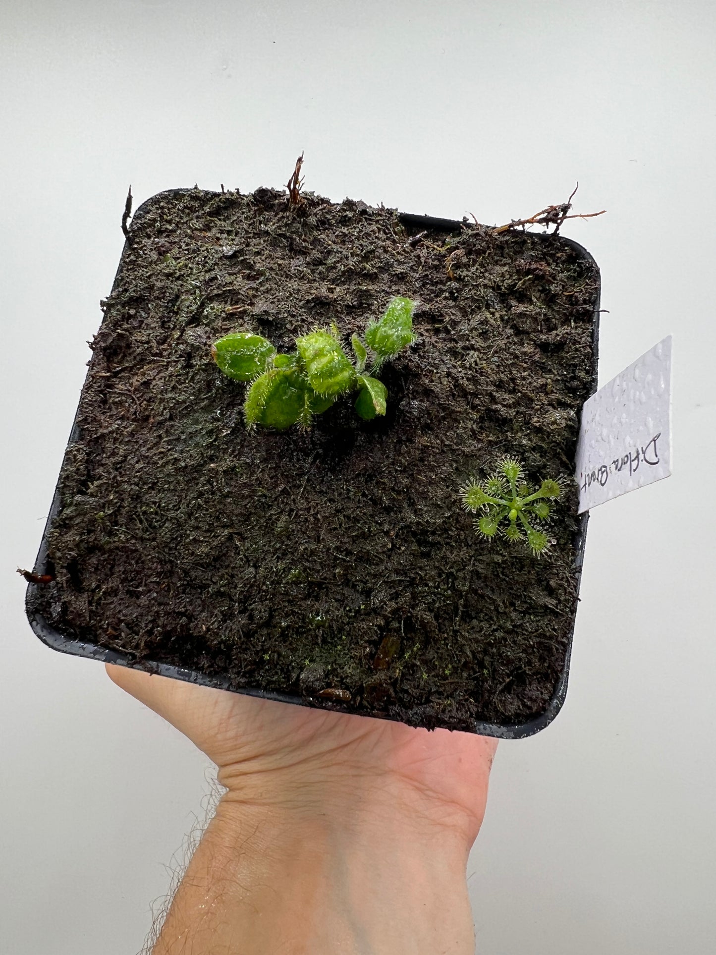 Cephalotus follicularis “Diflora giant”