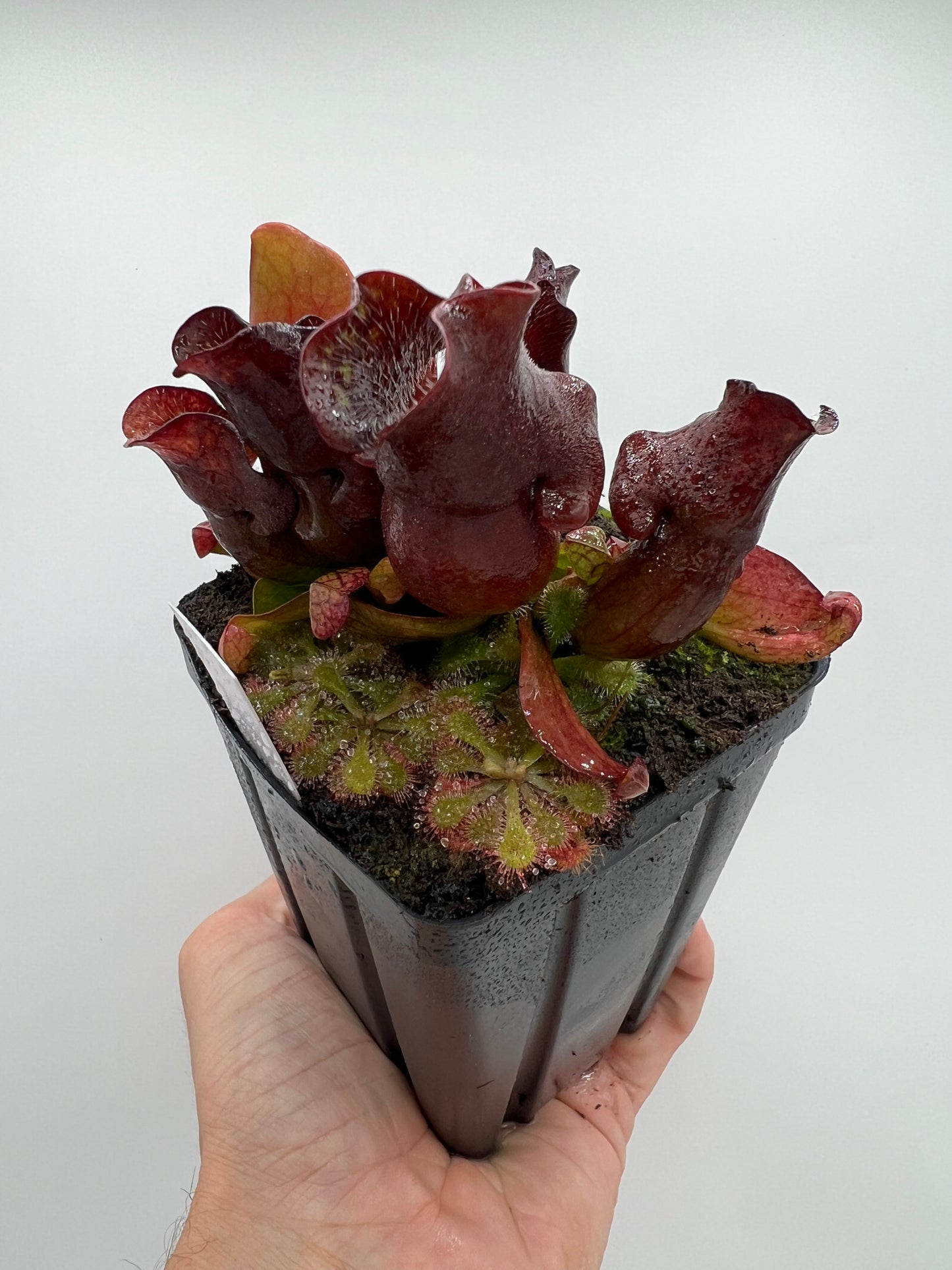Sarracenia purpurea ssp. venosa (Brunswick Co, NC x Carteret Co, NC) - Seed Grown #2