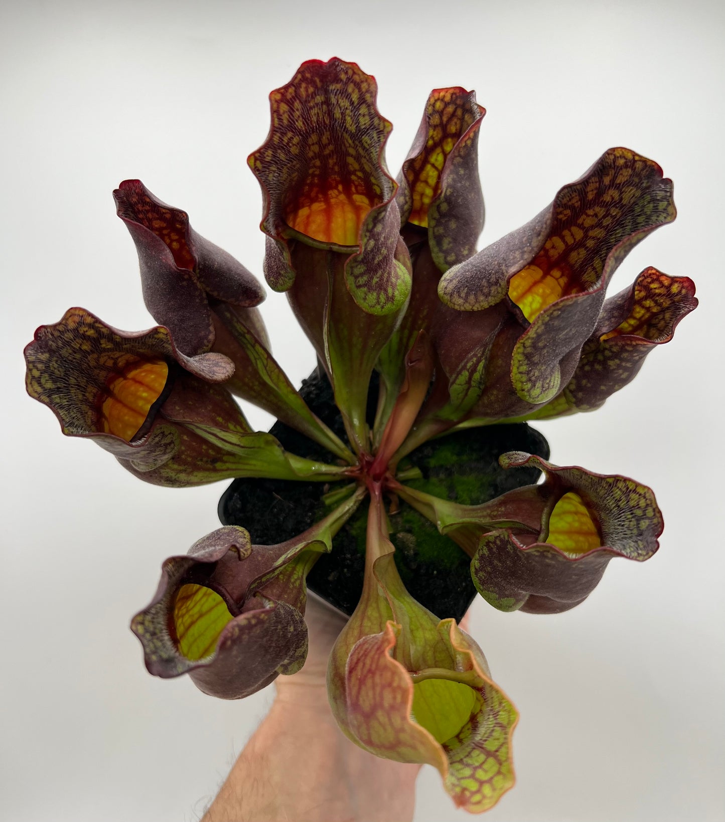 Sarracenia purpurea ssp. purpurea (Centre Co, PA) - Seed Grown #110