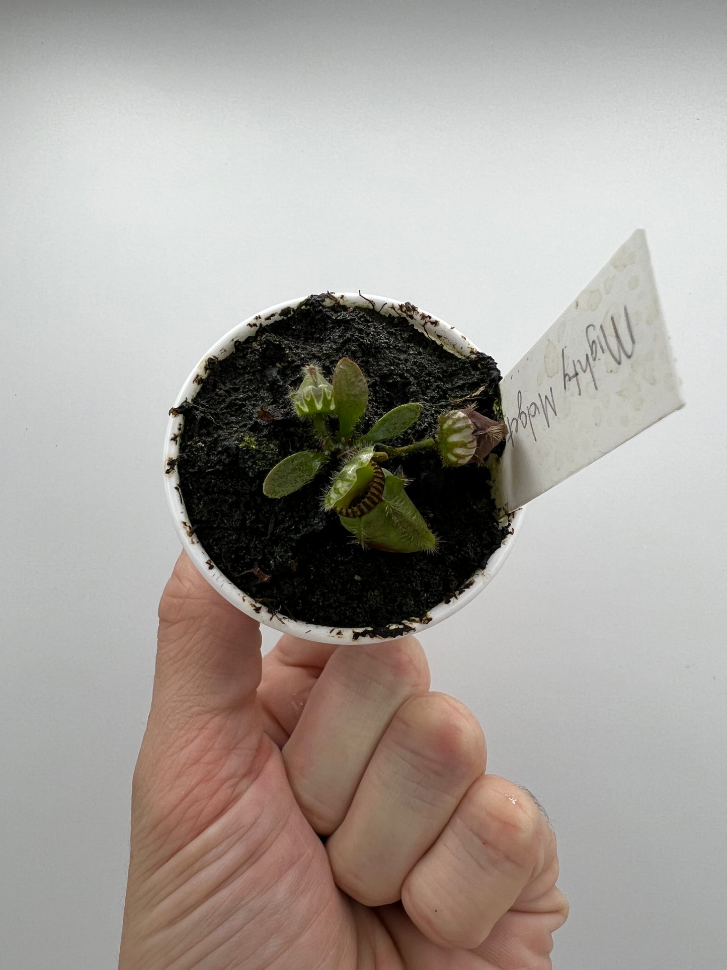 Cephalotus follicularis “Mighty Midget” - *Rare*