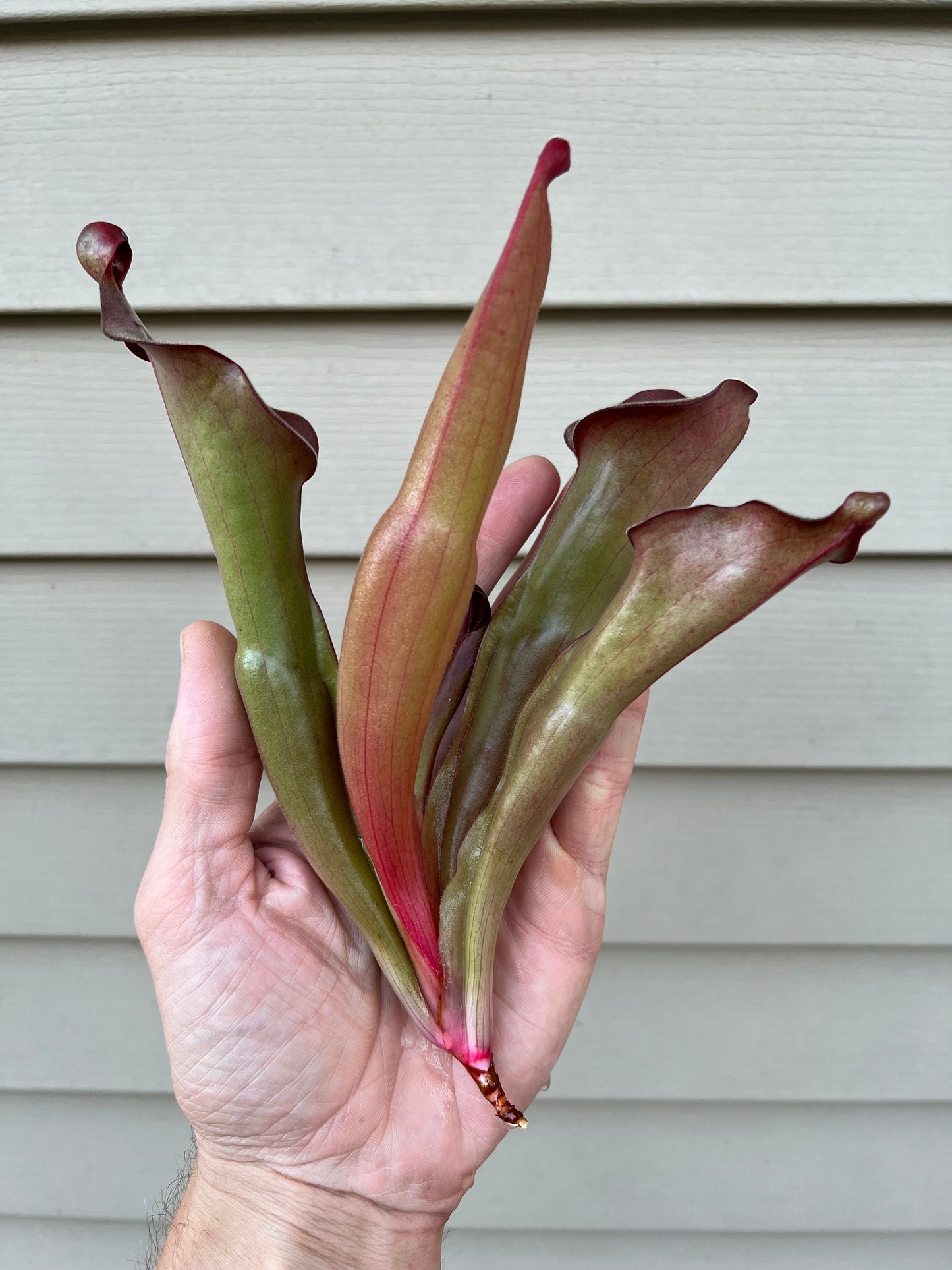 Heliamphora “Nutans Giant” x (tatei x folliculata) SG 8.14.19 LC1 - Division D