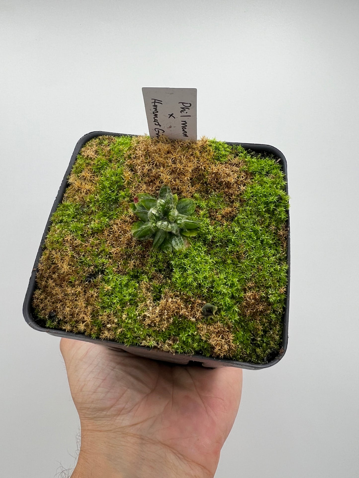 Cephalotus follicularis “Phil Mann” x “Hummers Giant”
