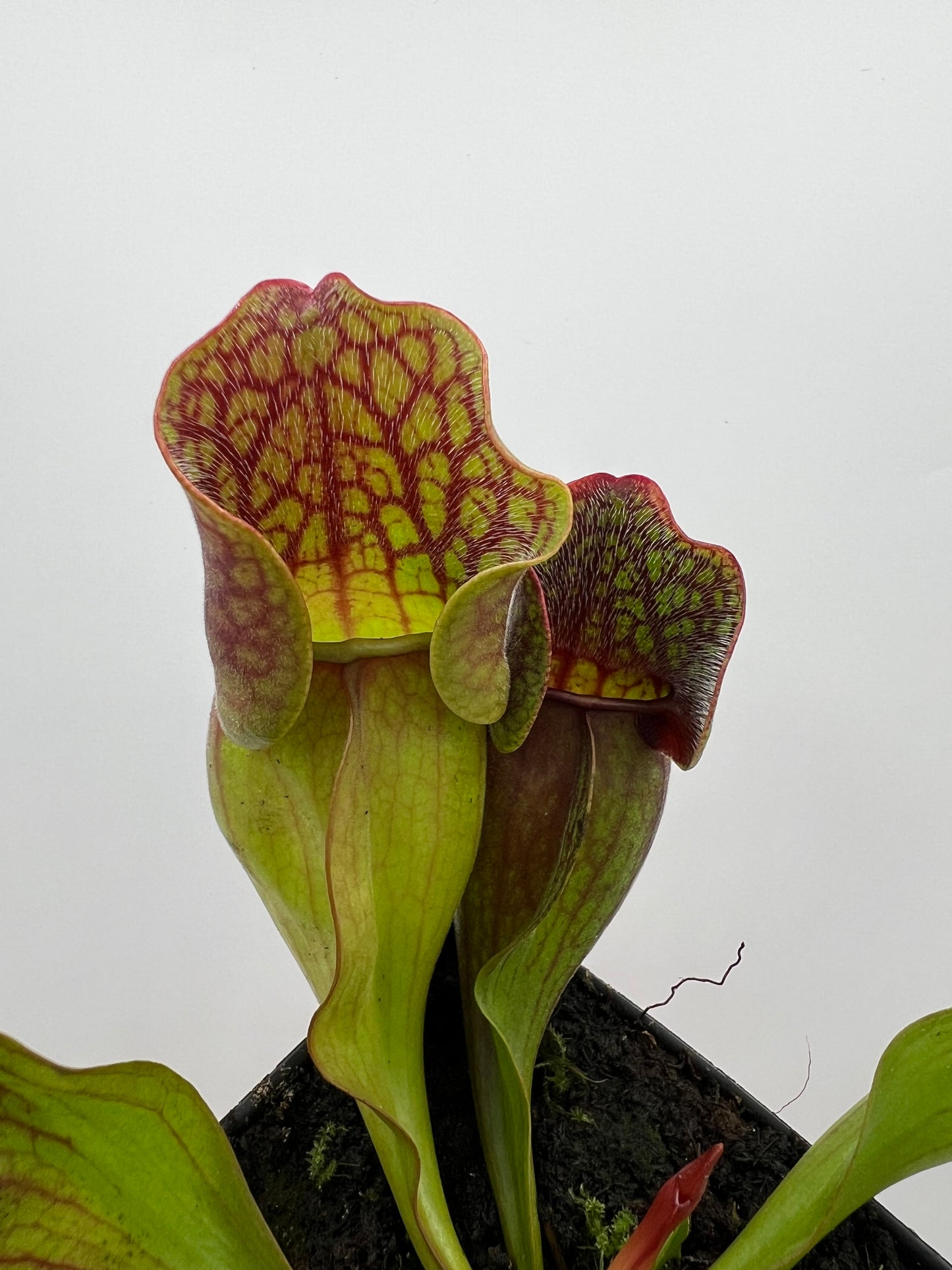 Sarracenia purpurea ssp. purpurea (Centre Co, PA) - Seed Grown #83
