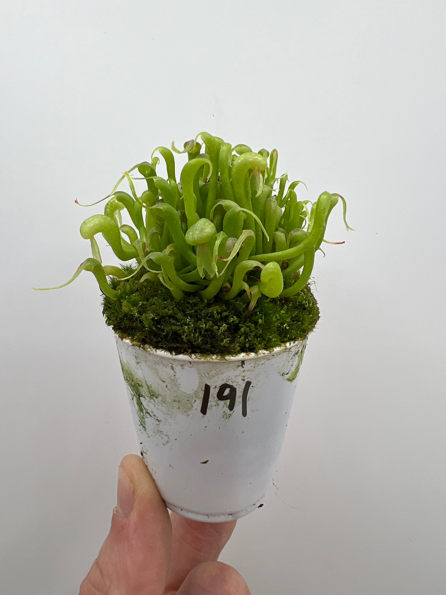 Darlingtonia californica (Cobra Pitcher Plant) - Seed Grown #191