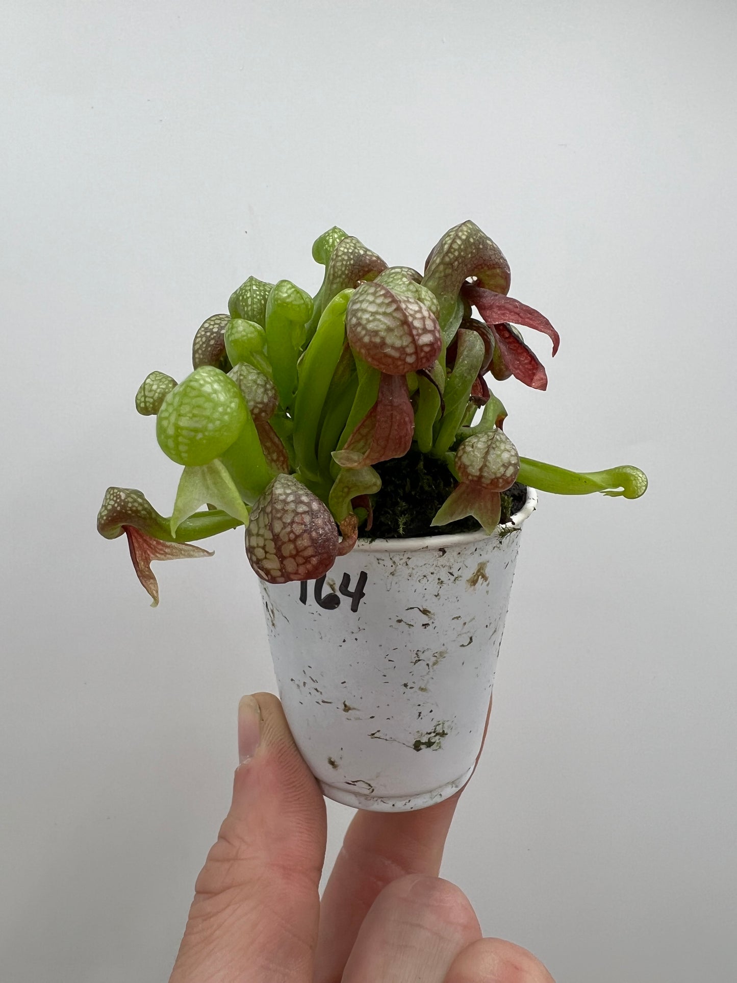 Darlingtonia californica (Cobra Pitcher Plant) - Seed Grown #164
