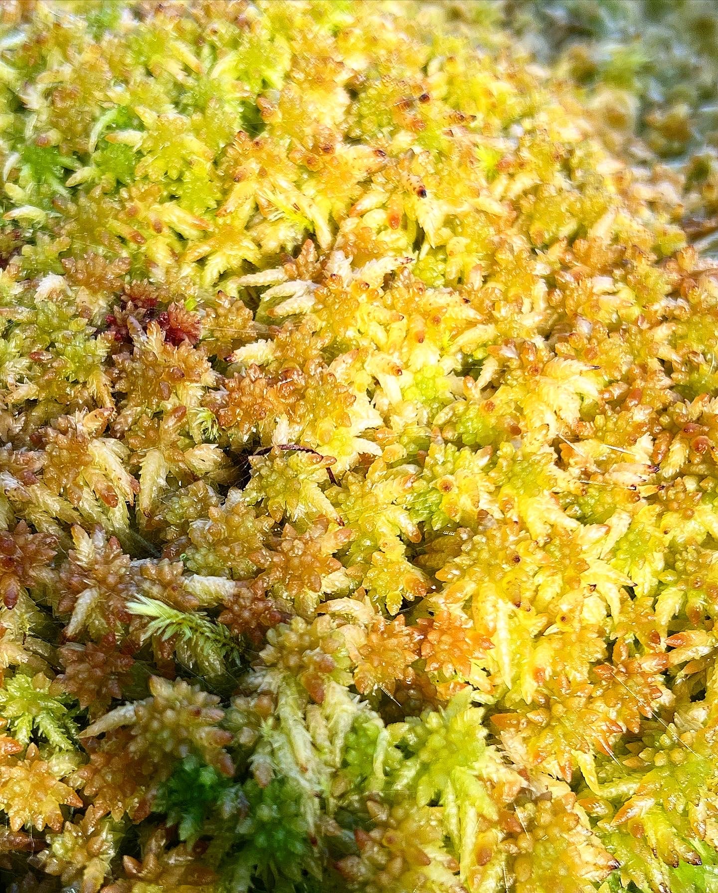 Live Sphagnum Moss - (Add-On Item)