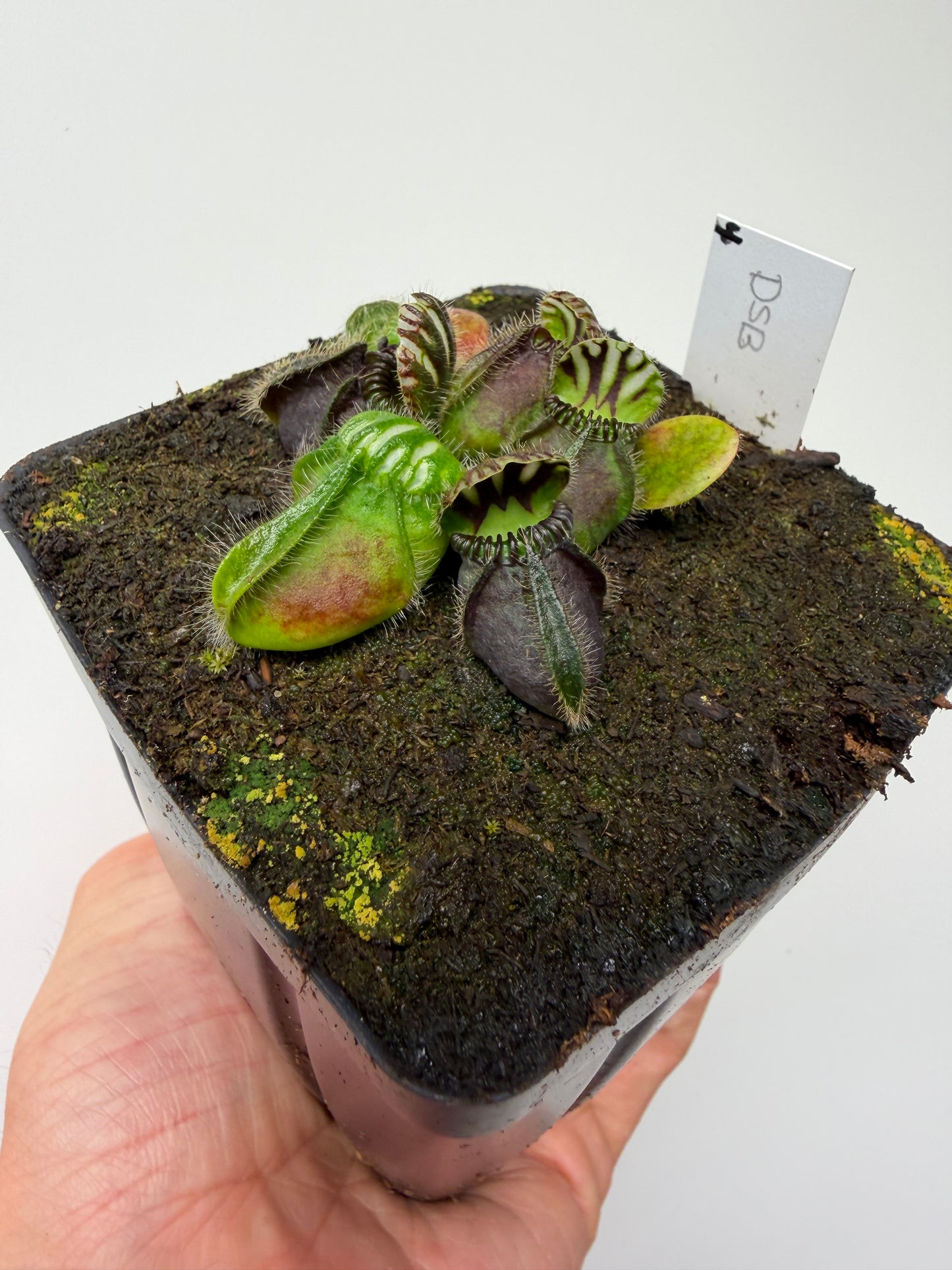 Cephalotus follicularis “David Švarc Black” - *Rare* (4)