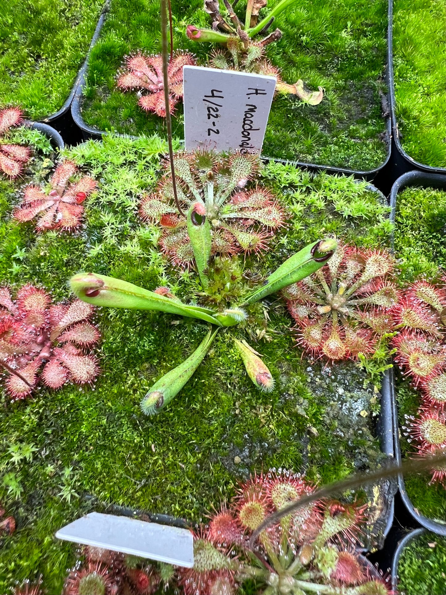 Heliamphora macdonaldae - Seed Grown #2