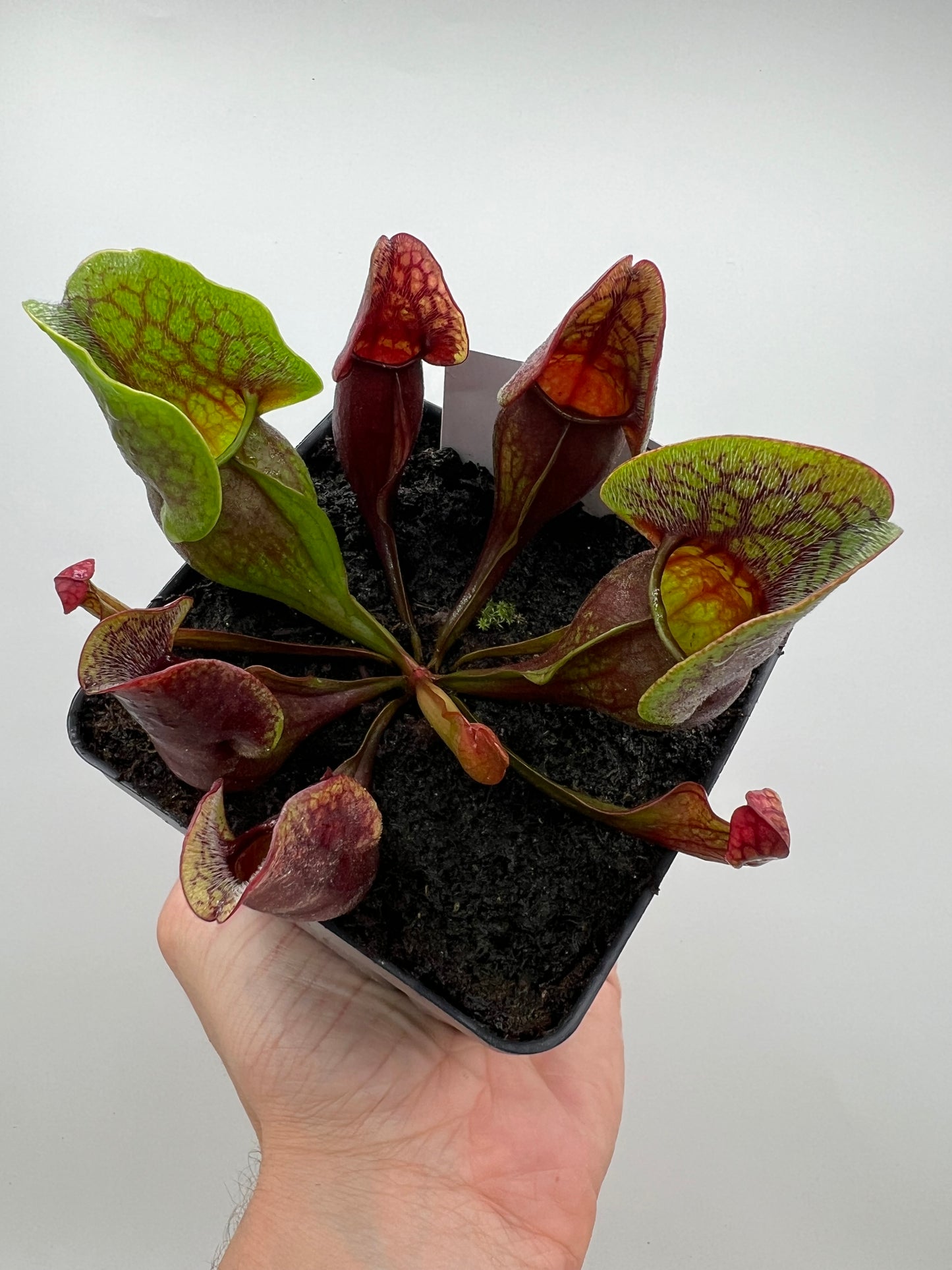 Sarracenia purpurea ssp. purpurea (Centre Co, PA) x (Ocean Co, NJ) - Seed Grown #17