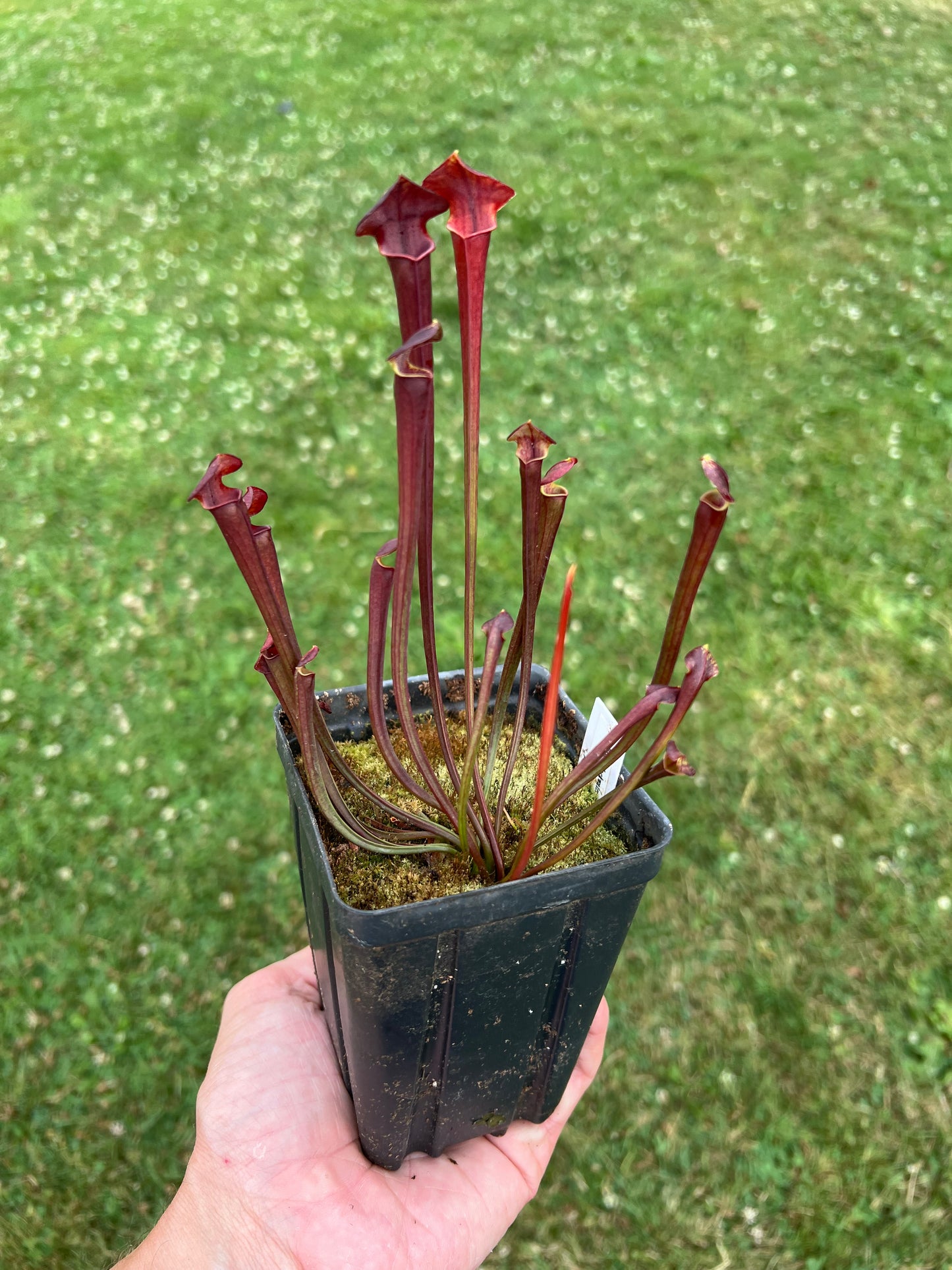 Sarracenia flava (Blackwater, FL) x OP - Seed Grown #1