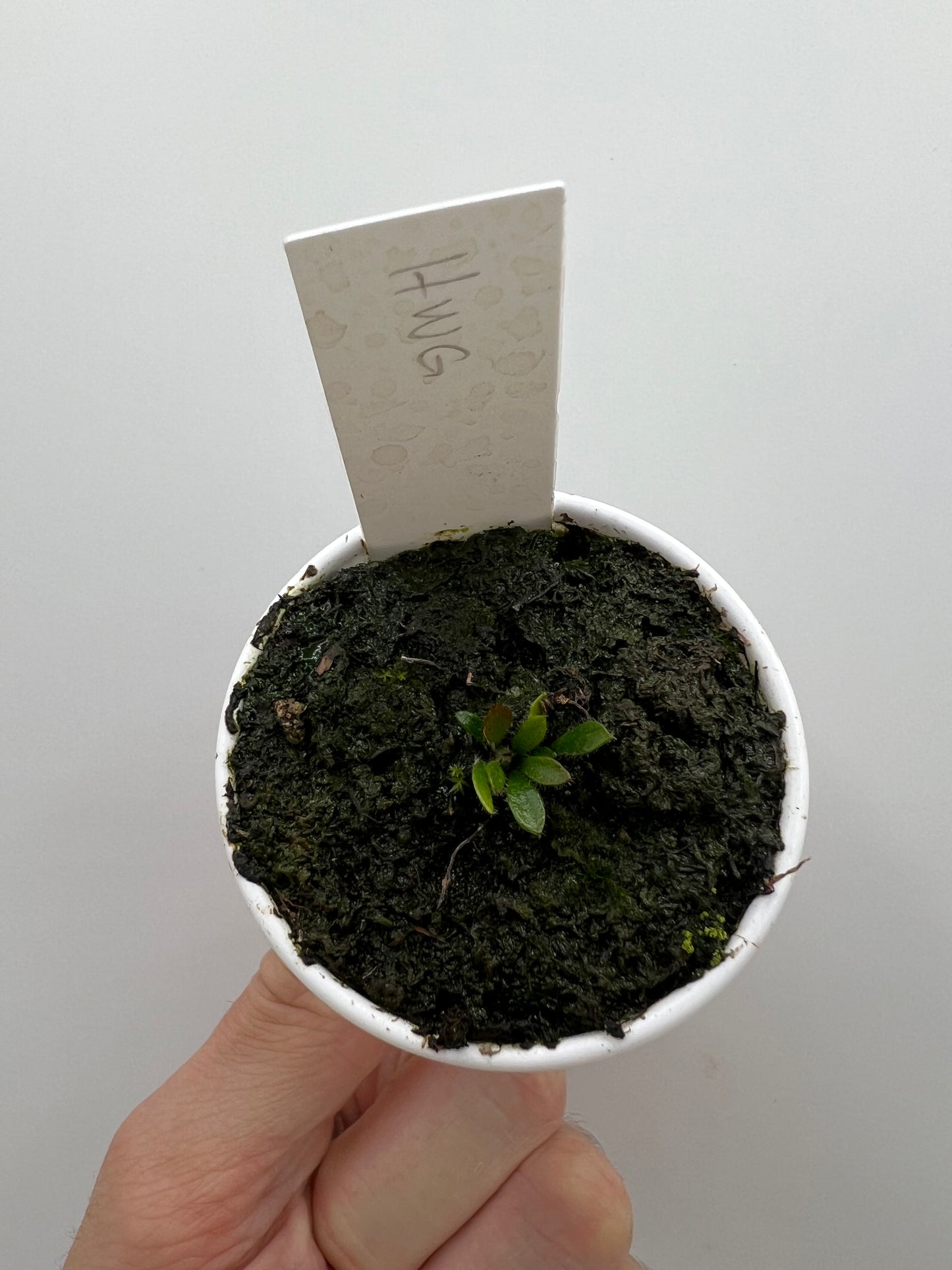Cephalotus follicularis “Harald Weiner Giant” (aka True Giant)