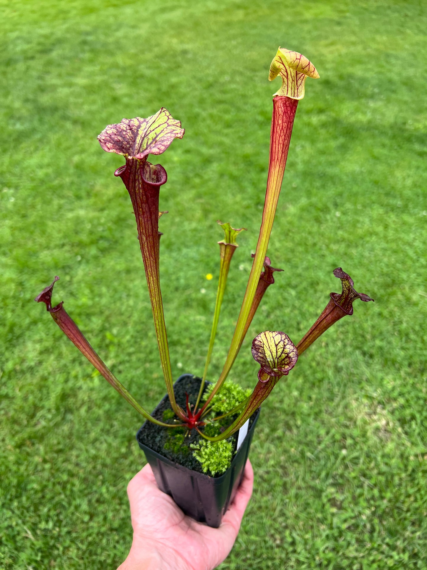 Sarracenia flava var. rubricorpora x “Strawberry Milkshake” - Seed Grown #7