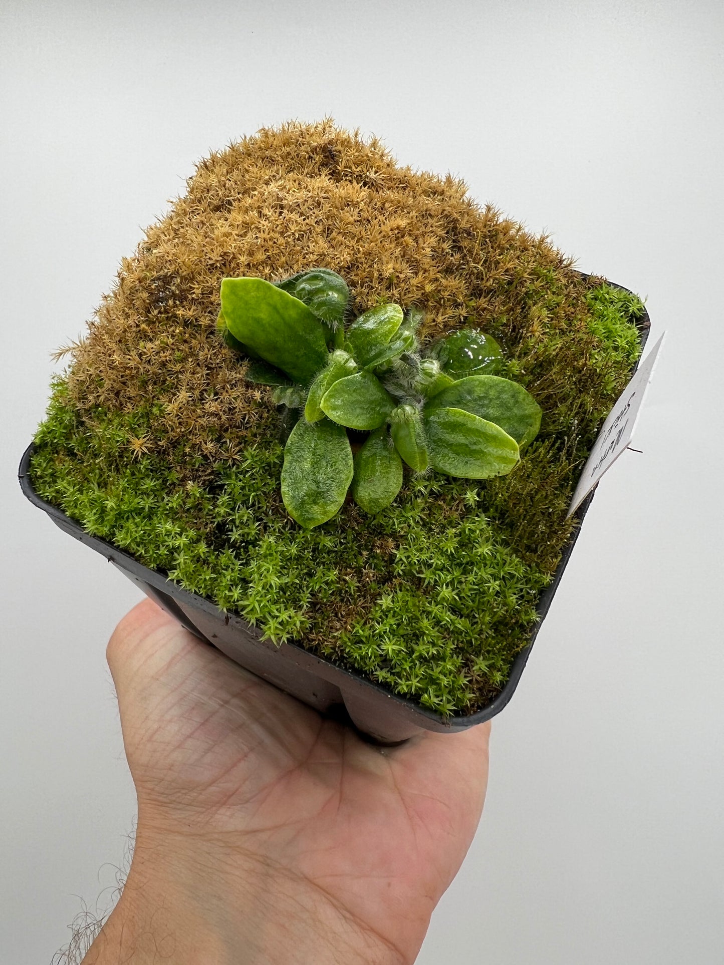 Cephalotus follicularis “Martin Stöckl”