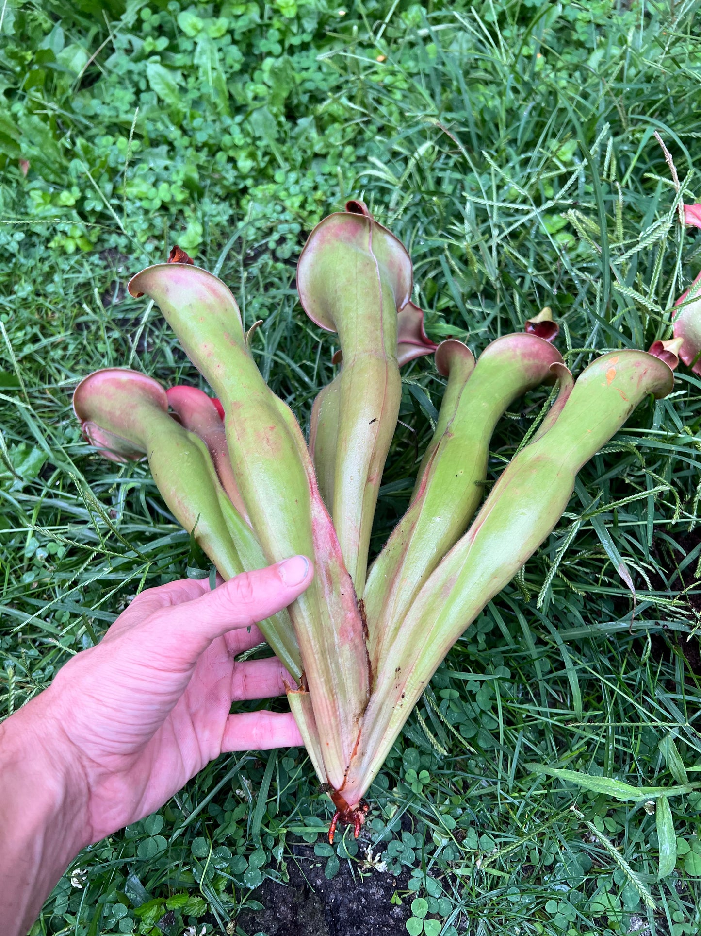 Heliamphora “Godzilla” - Fresh Divisions