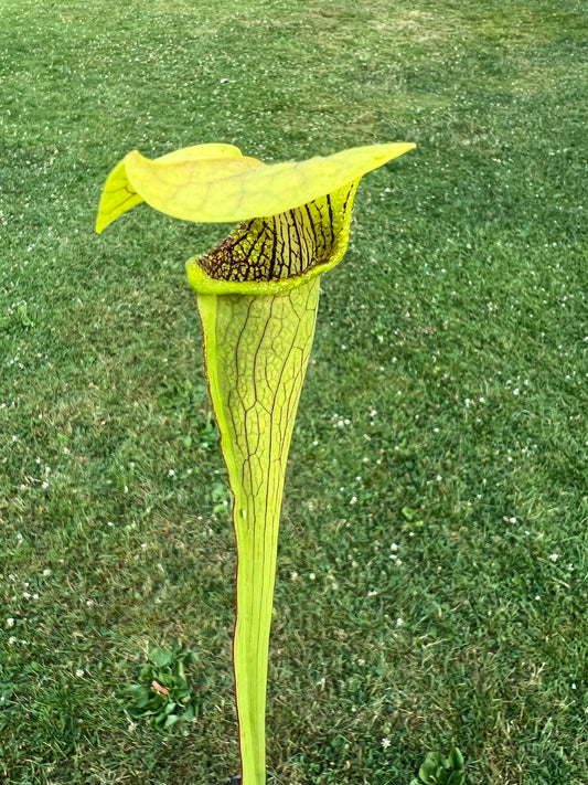 Sarracenia alata (Beauregard Parish, LA)