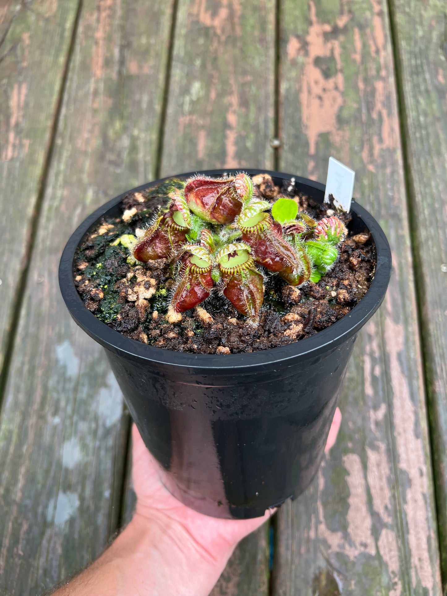 Cephalotus follicularis “Norma” - 1 Gallon Pot