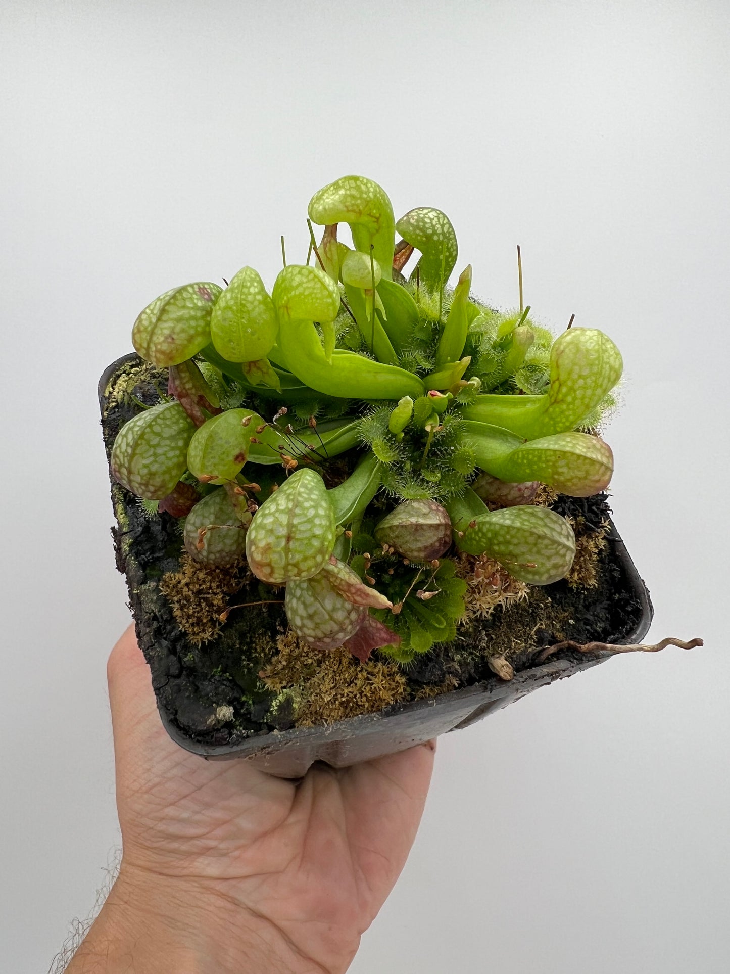 Darlingtonia californica (Cobra Pitcher Plant) - Seed Grown #196