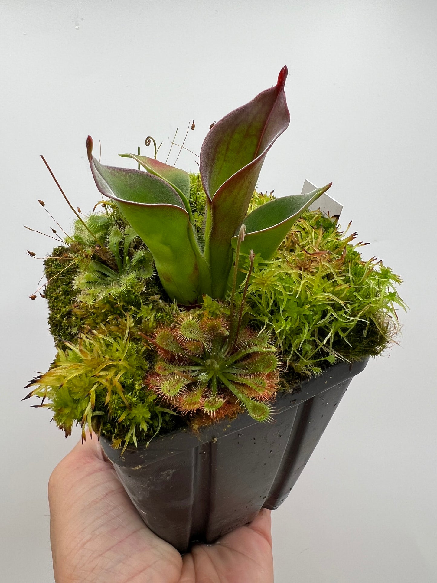 Heliamphora ciliata