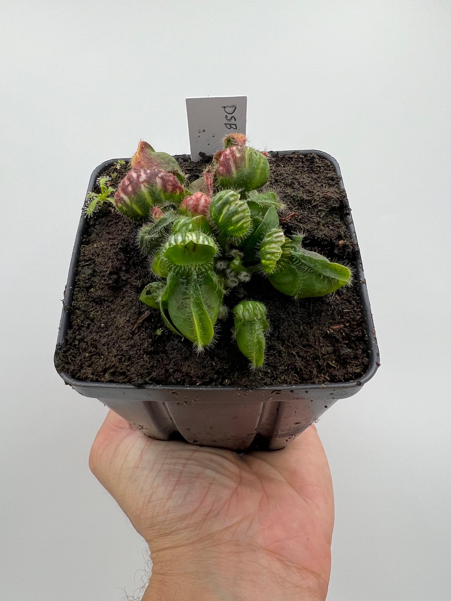Cephalotus follicularis “David Švarc Black”