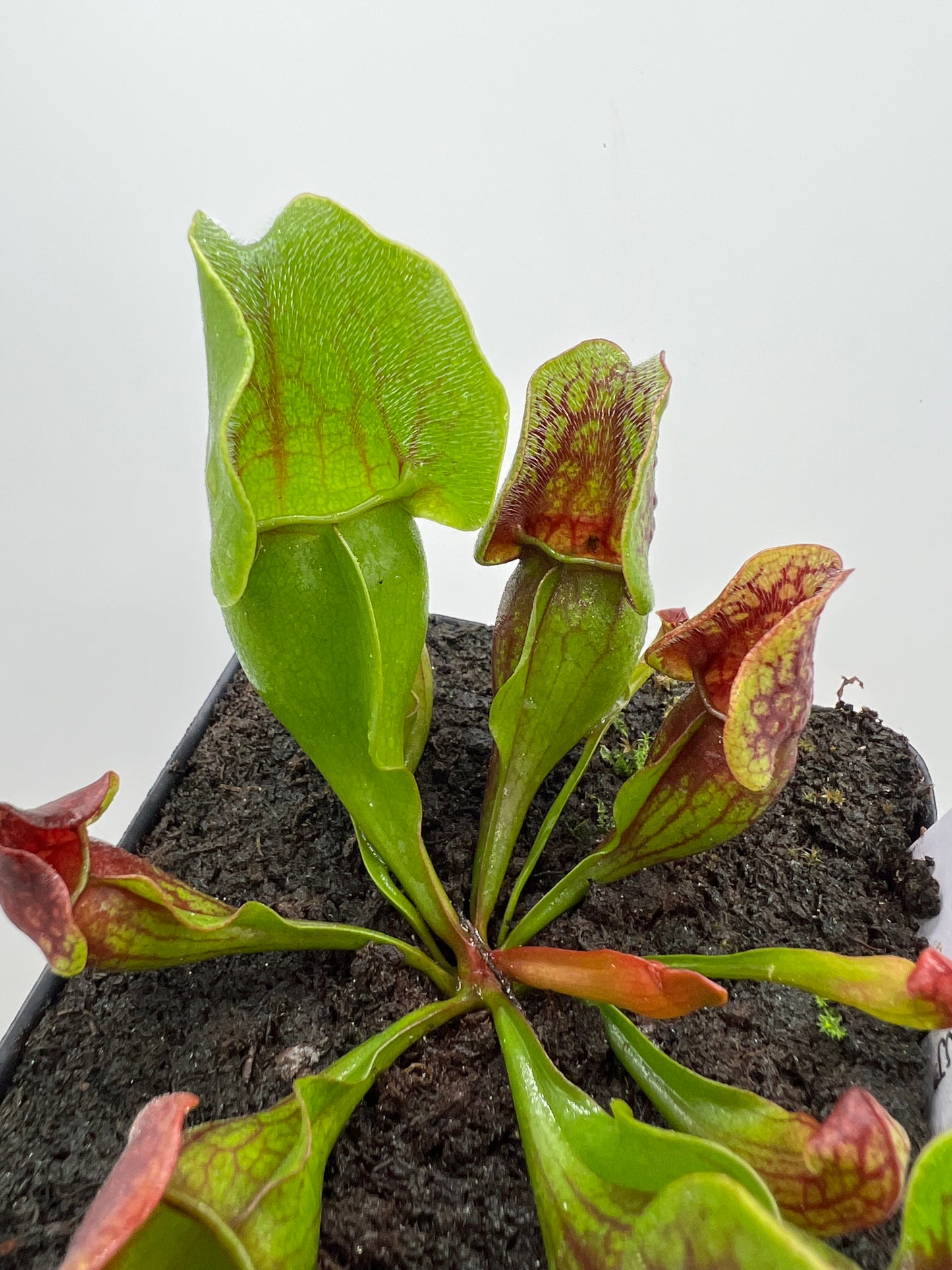Sarracenia purpurea ssp. purpurea (Centre Co, PA) x (Ocean Co, NJ) - Seed Grown #19