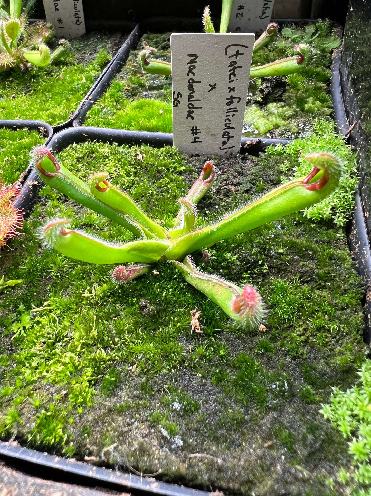 Heliamphora (tatei x folliculata) x macdonaldae (sg#4) 5.26.24