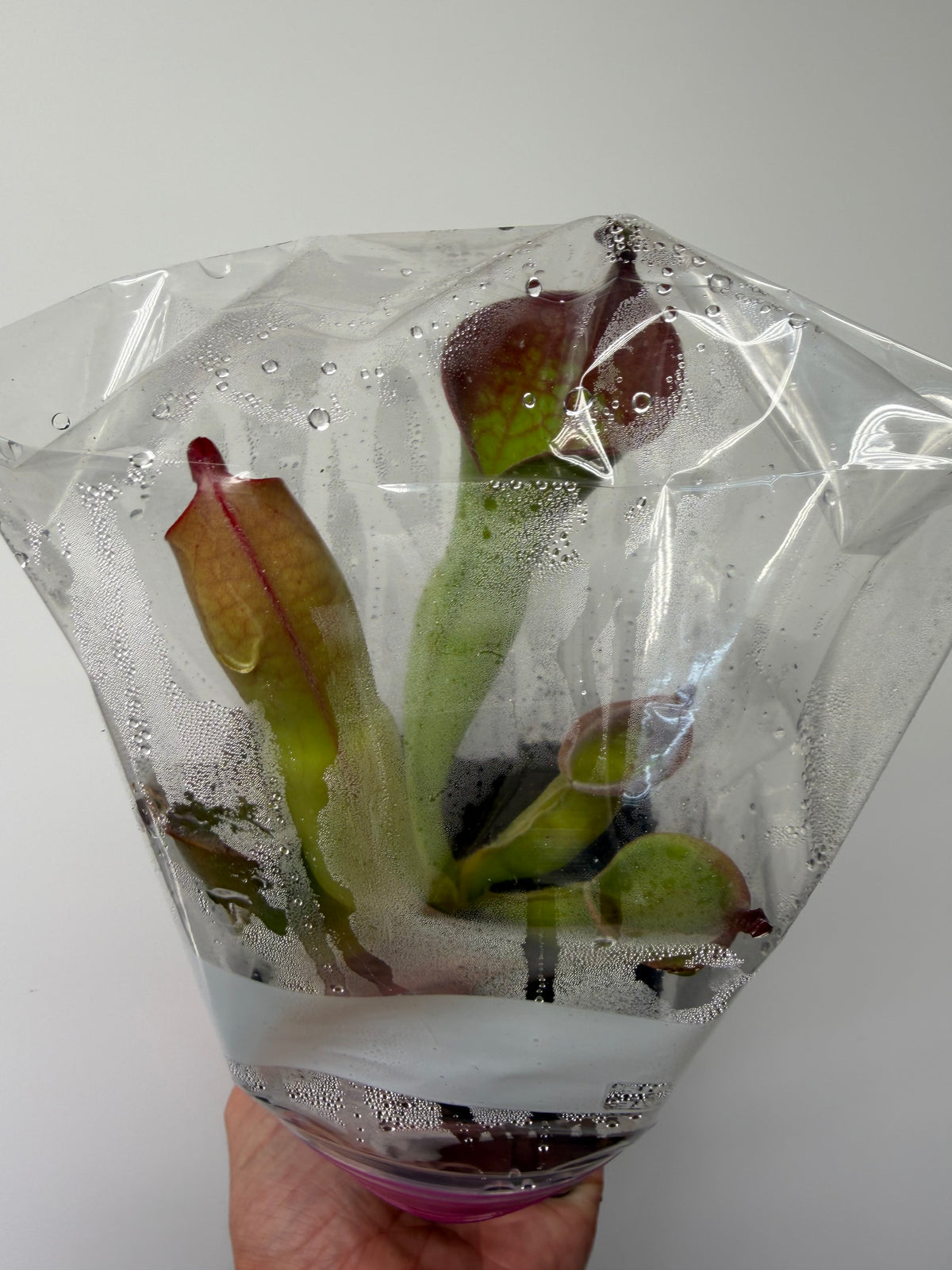 Heliamphora (tatei x folliculata) x macdonaldae #1 52624 SGLC - Potted Division