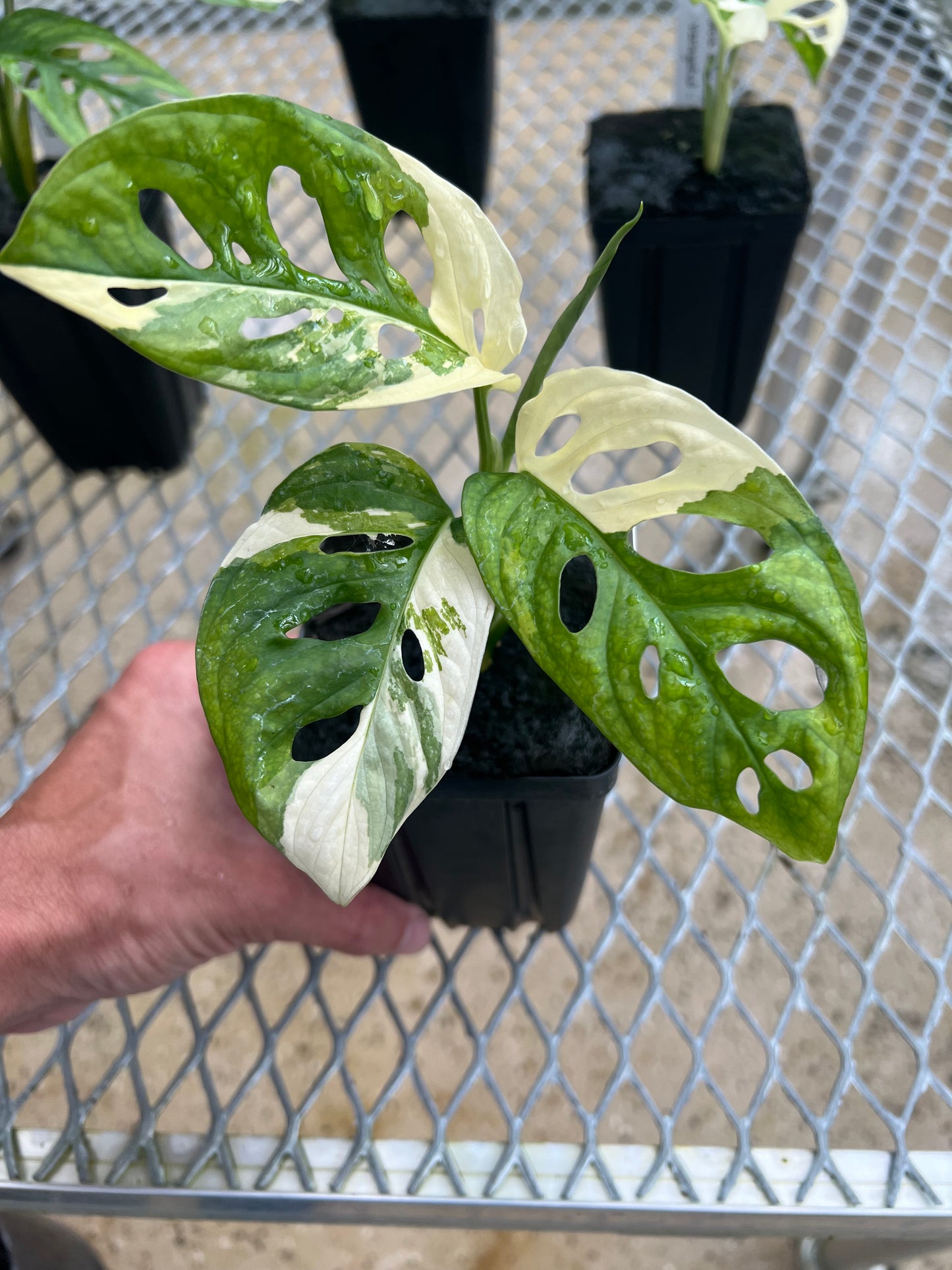 Monstera adansonii “Tricolor” LC