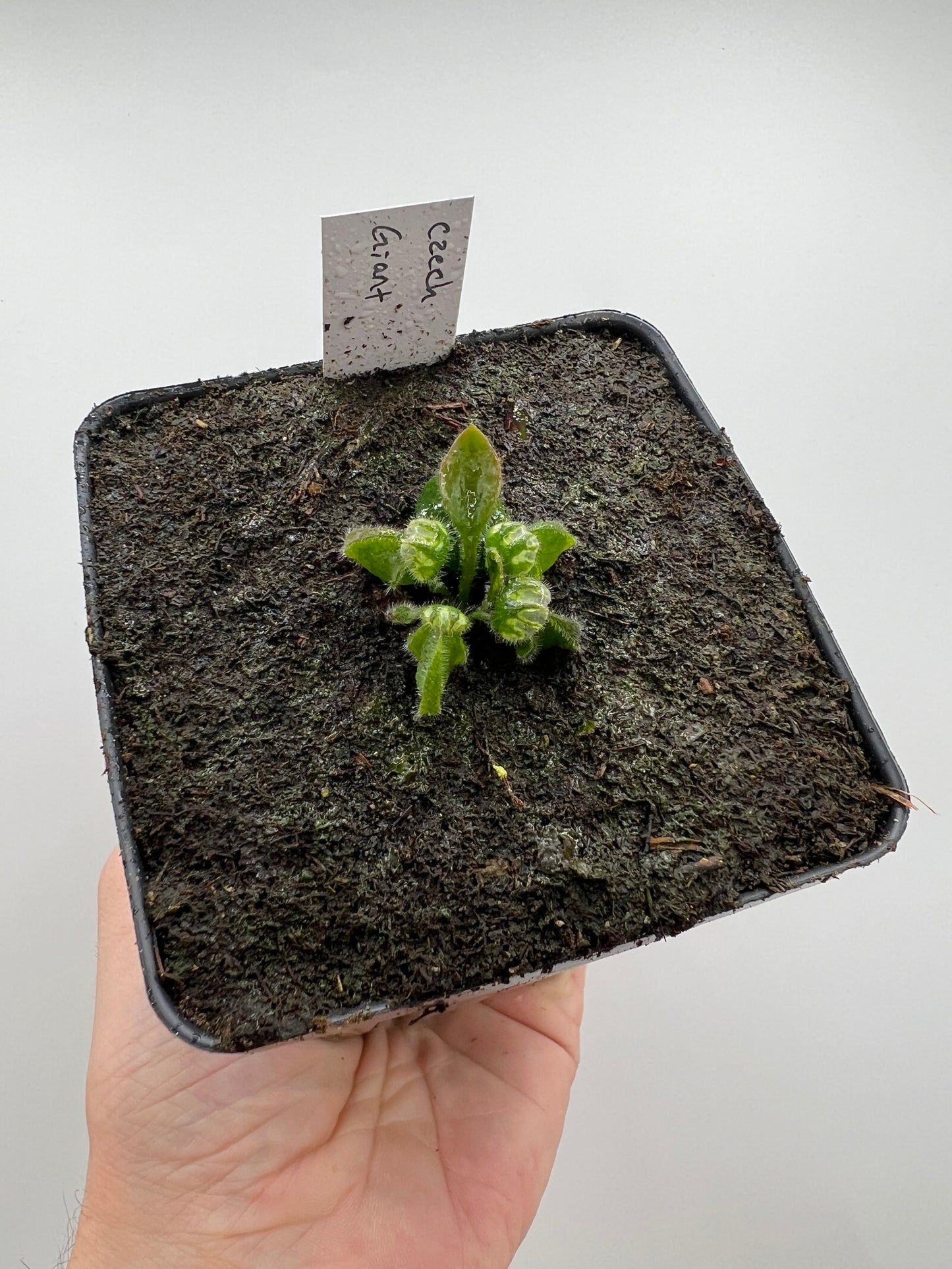 Cephalotus follicularis “Czech Giant”