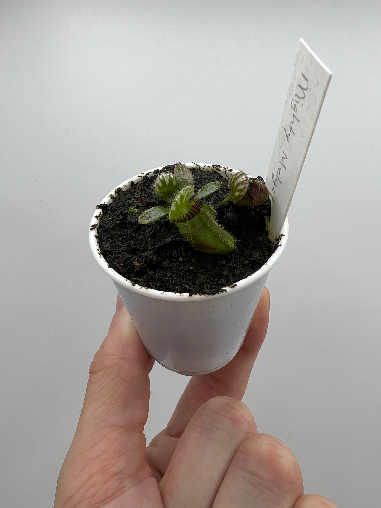 Cephalotus follicularis “Mighty Midget” - *Rare*