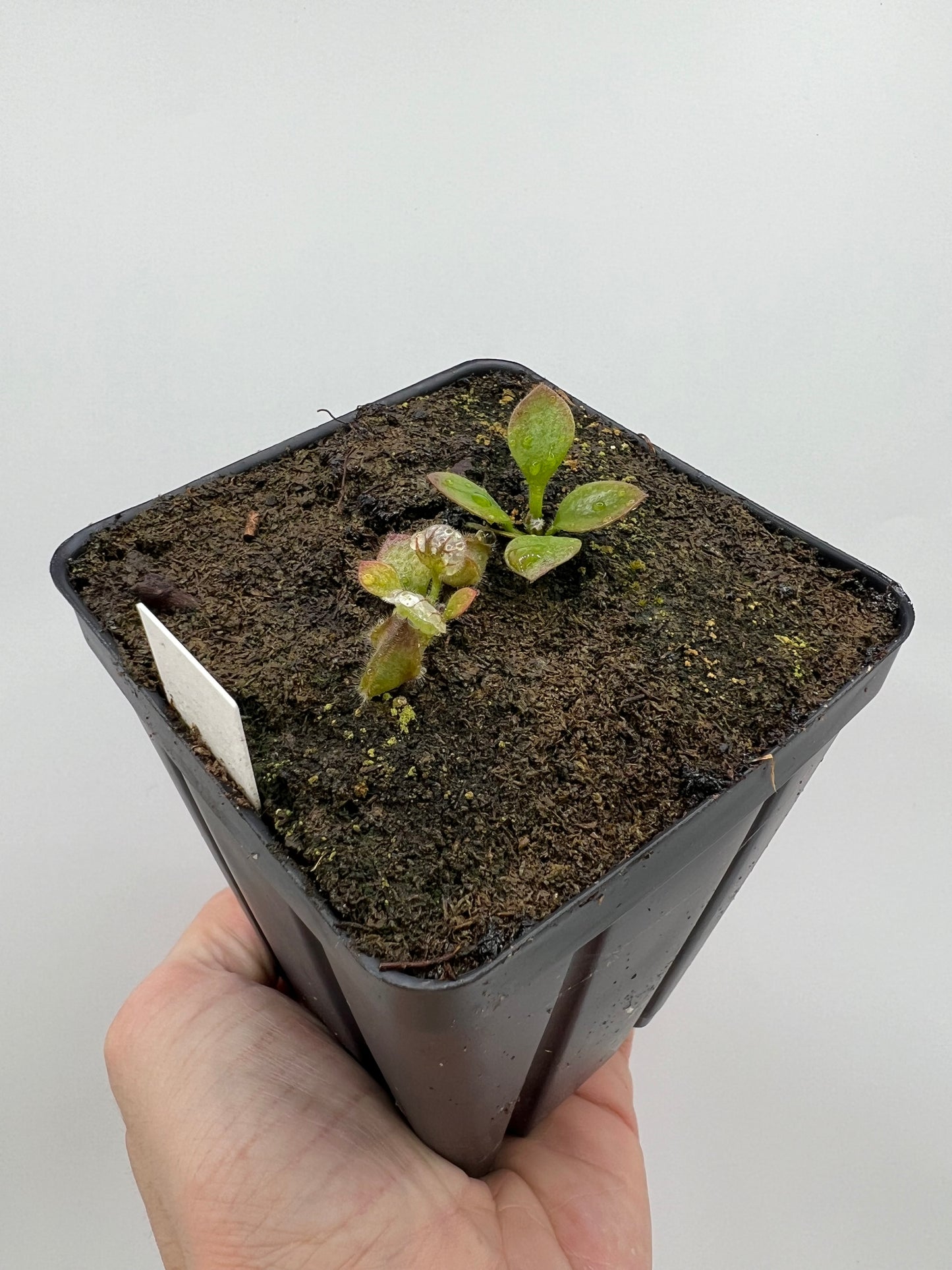 Cephalotus follicularis “Czech Giant”