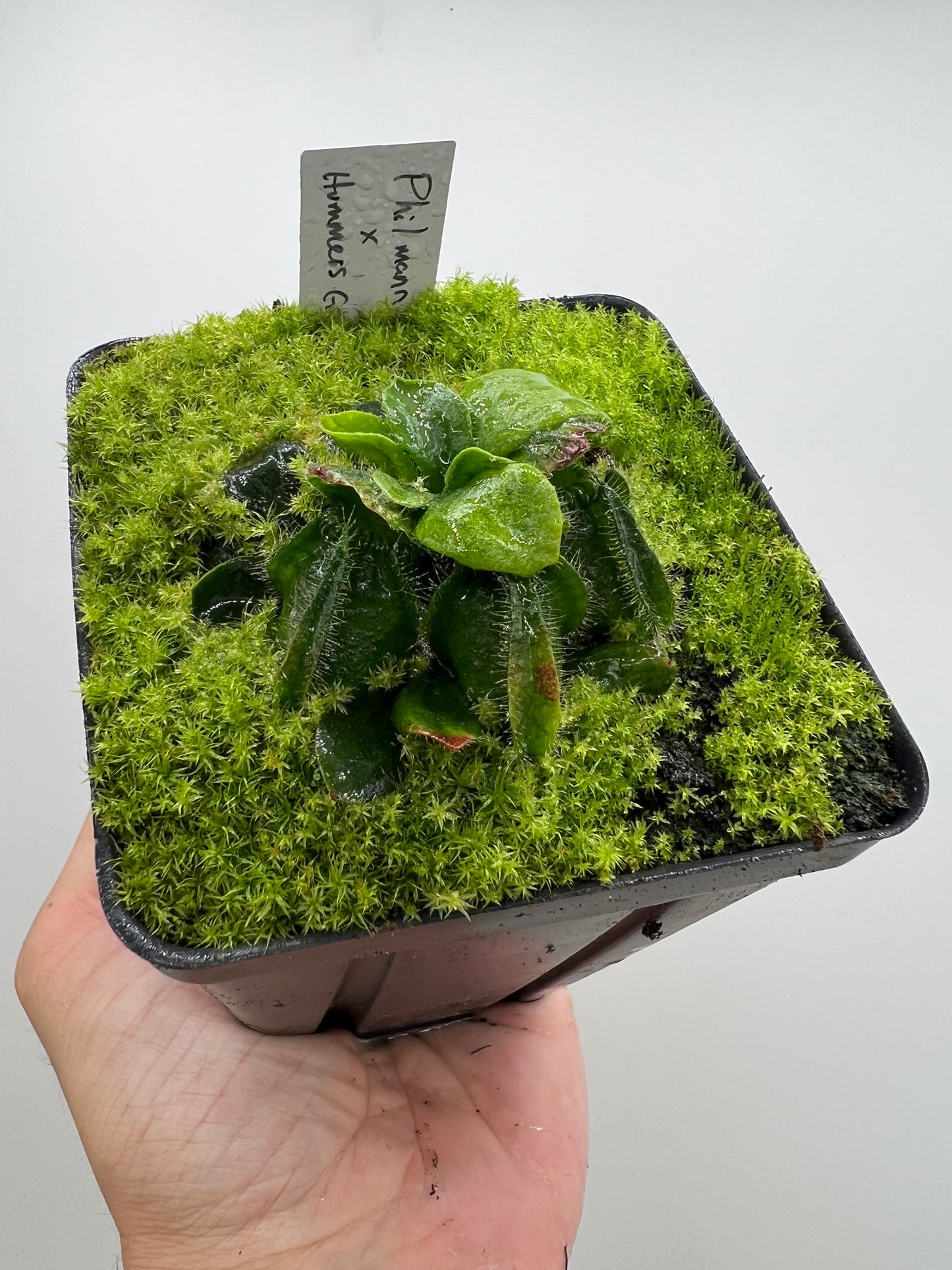 Cephalotus follicularis “Phil Mann” x “Hummers Giant”