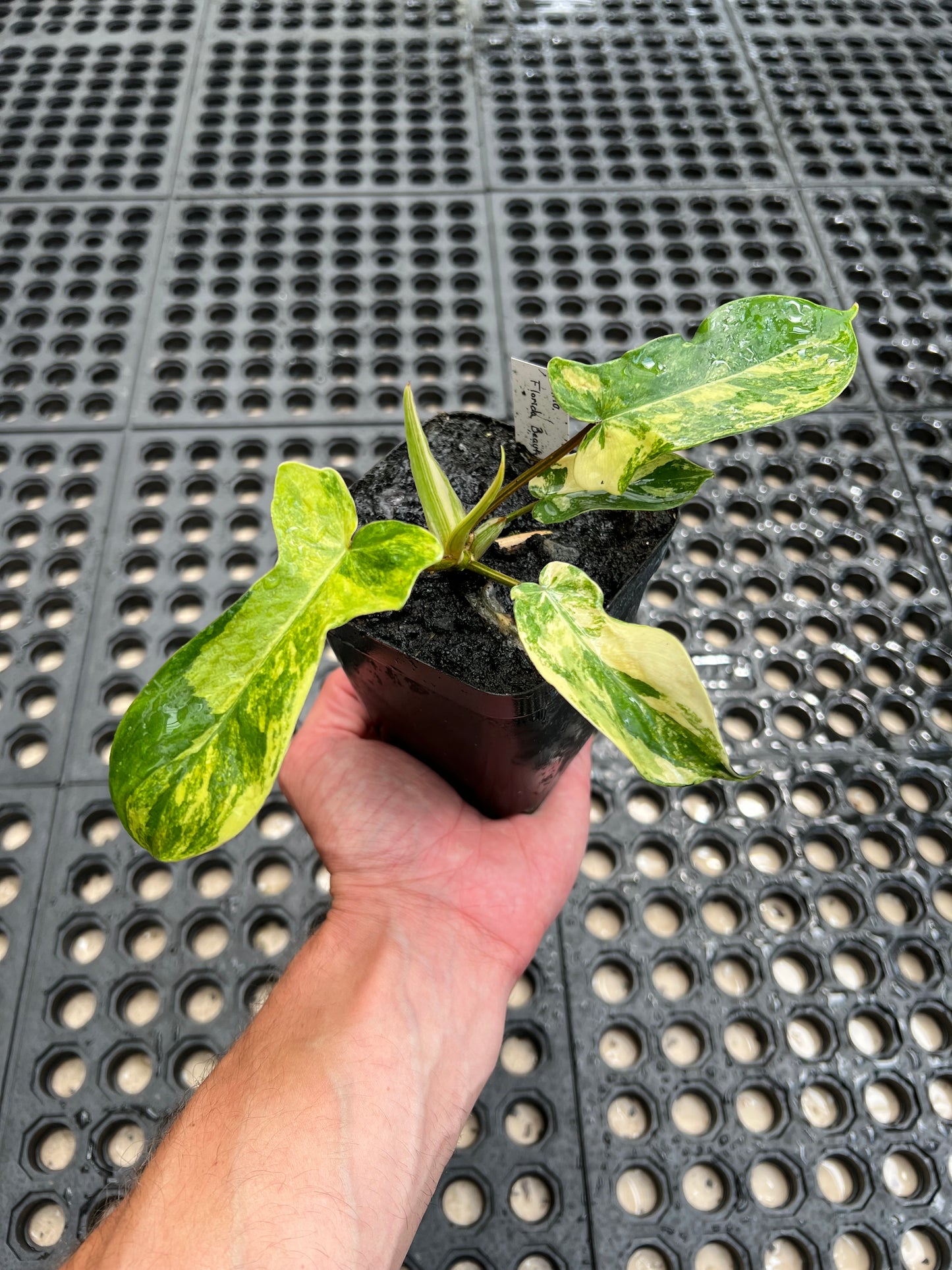 Philodendron ‘Florida Beauty’