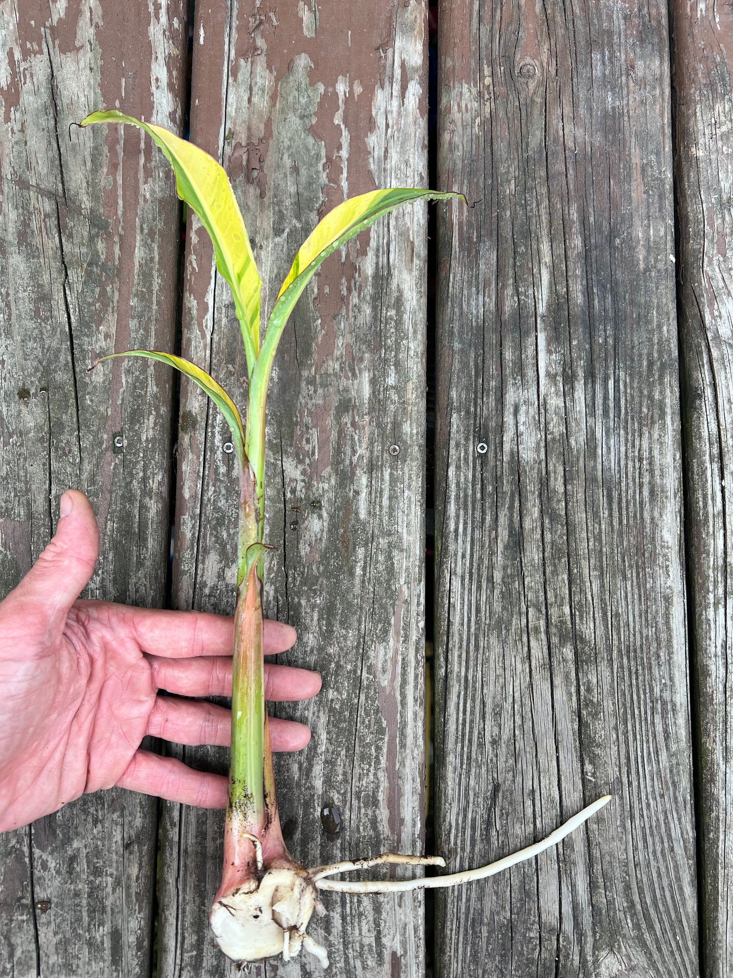 Musa acuminata ‘Papua’ - Variegated Banana *Rare*
