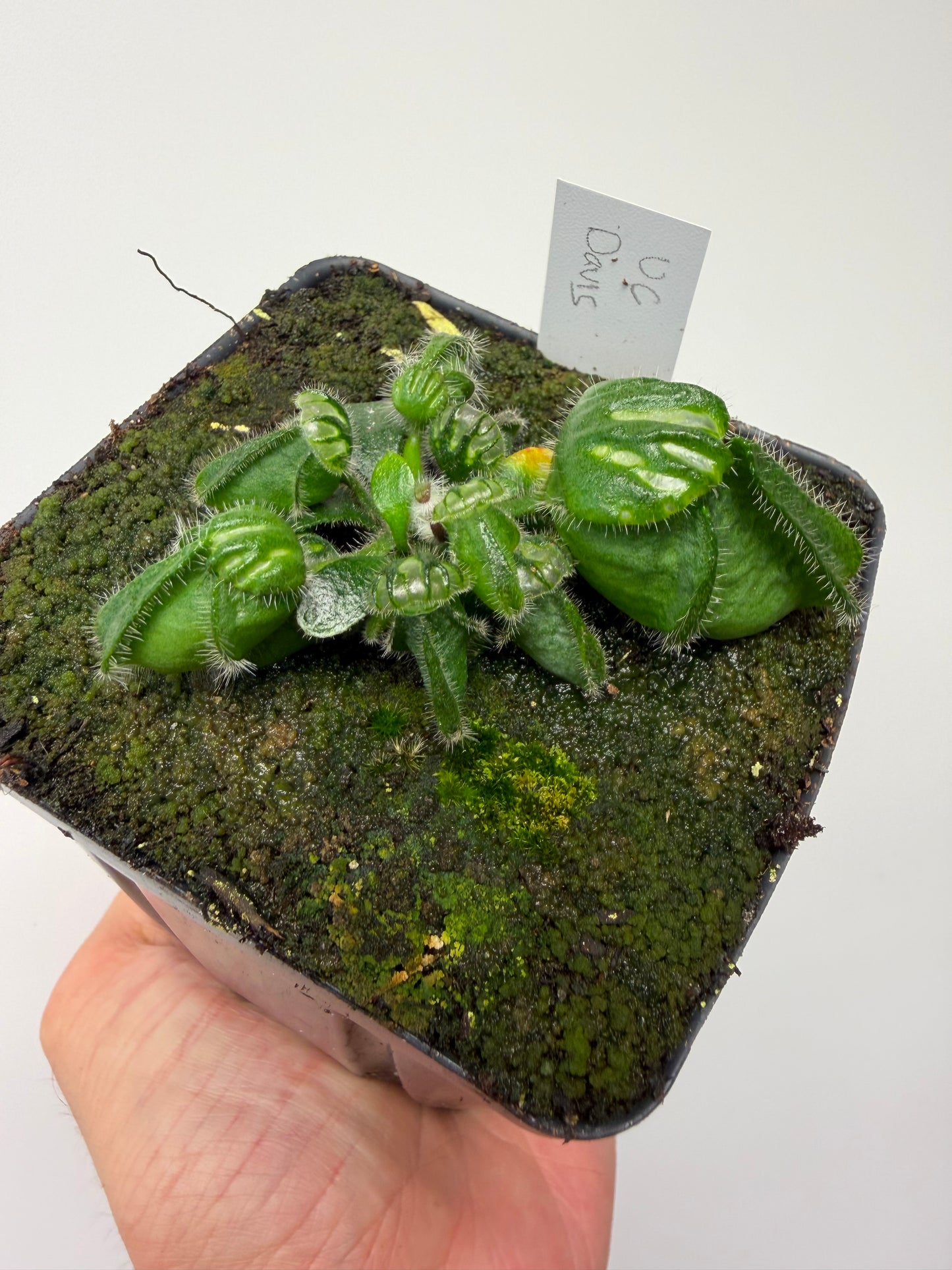 Cephalotus follicularis “UC Davis”