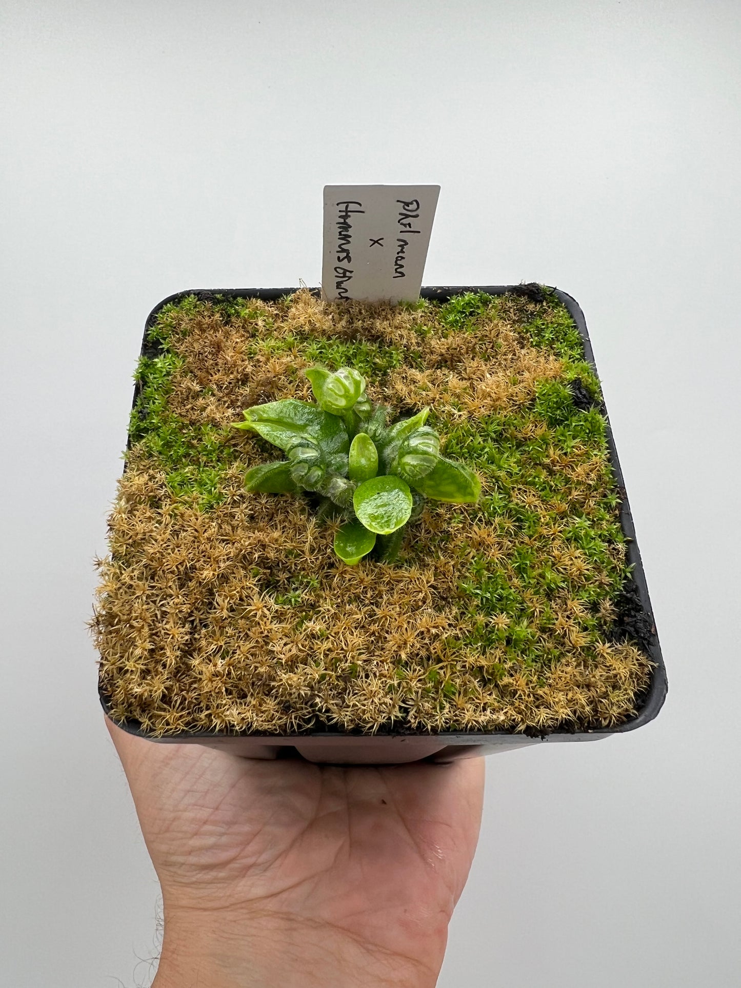 Cephalotus follicularis “Phil Mann” x “Hummers Giant”